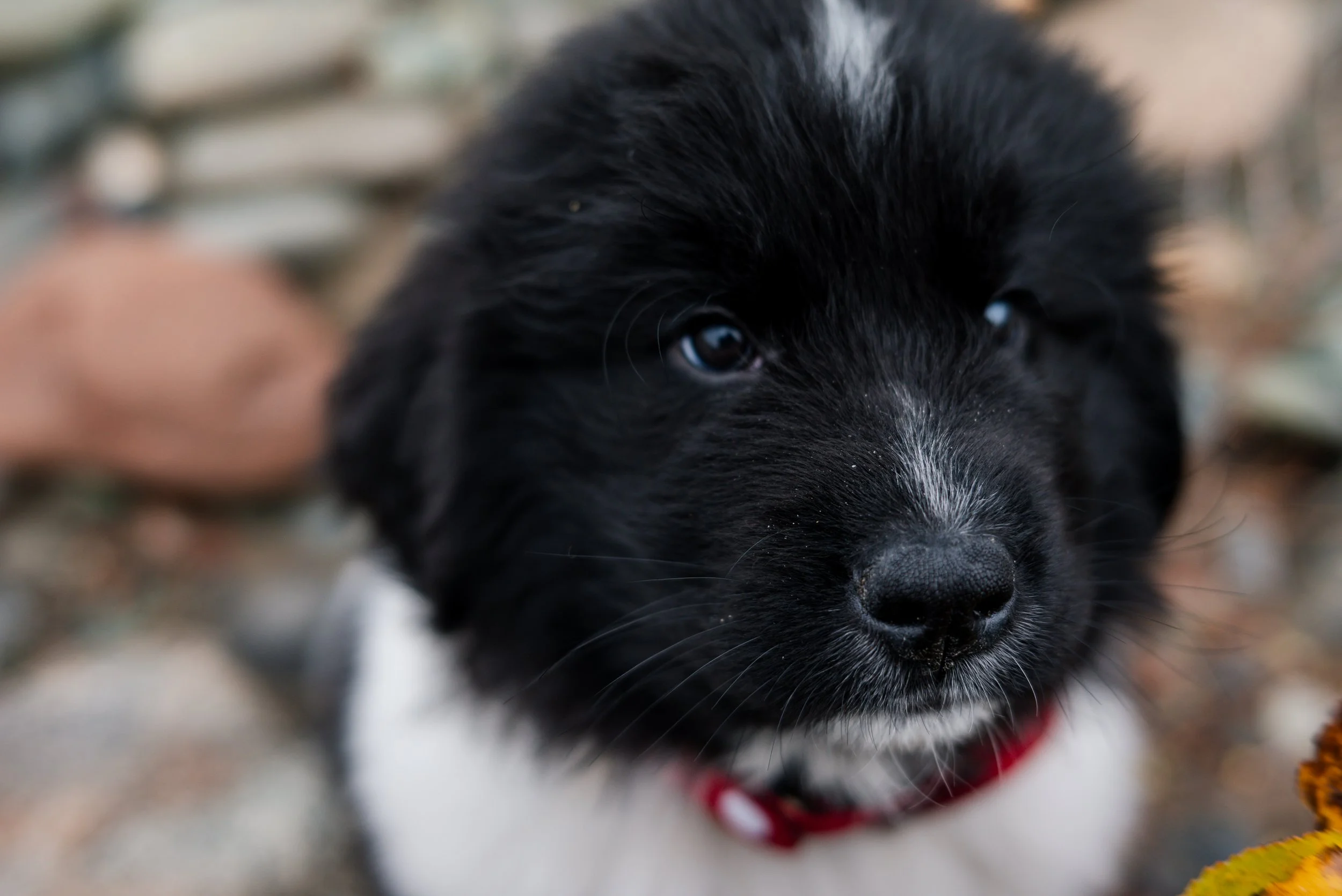 Copy of DSC_5451.jpg