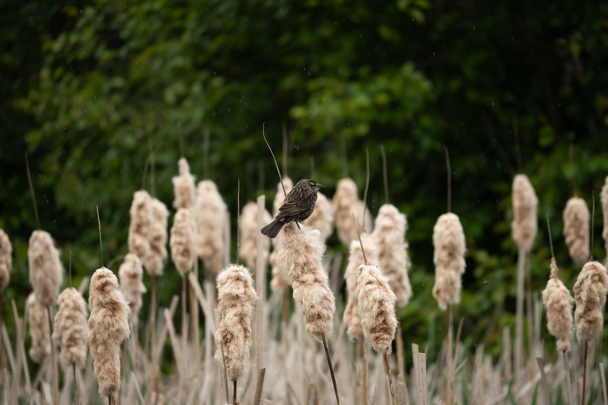 A small bird perched on a tall cattail plant among numerous cattails with fluffy seed heads in a wetland setting, with green foliage in the background.