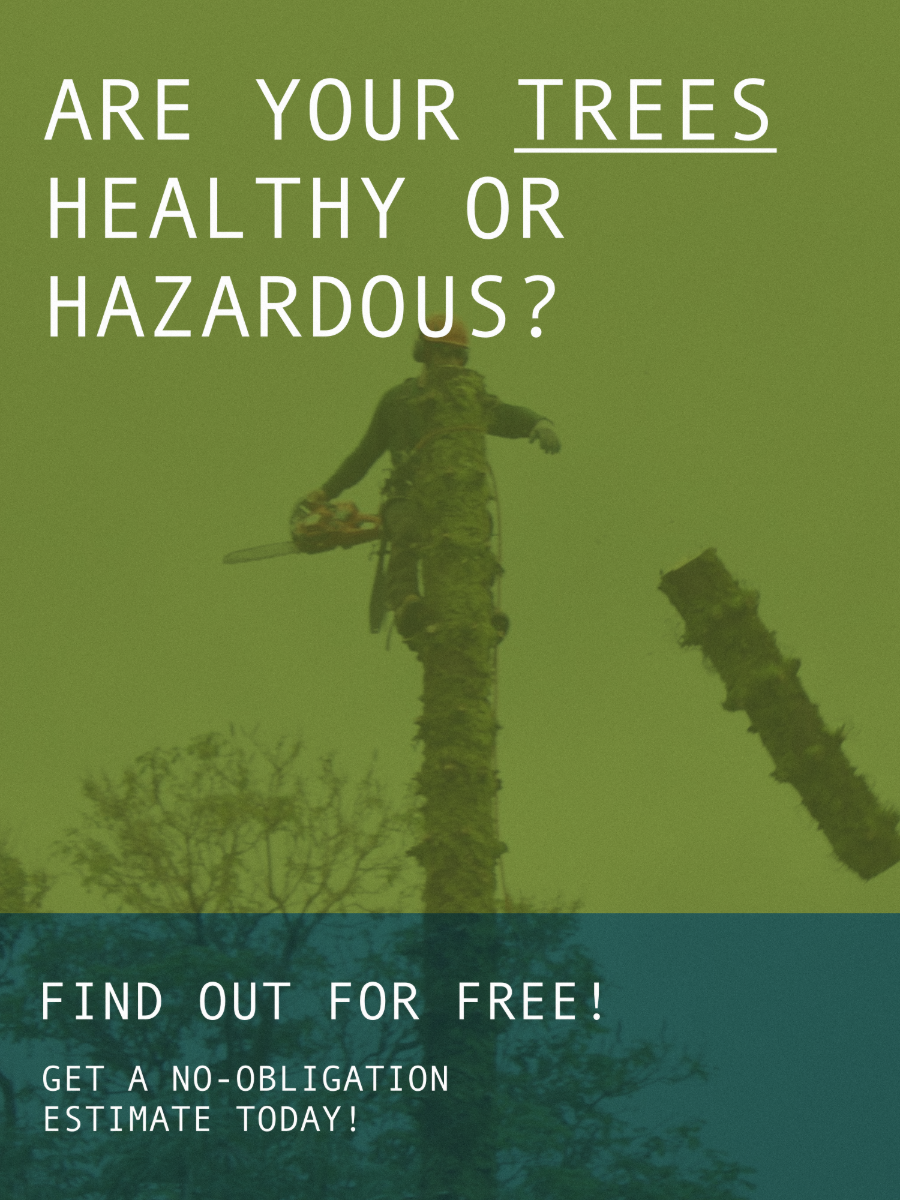Digital ad for Instinct Tree Arborist Service