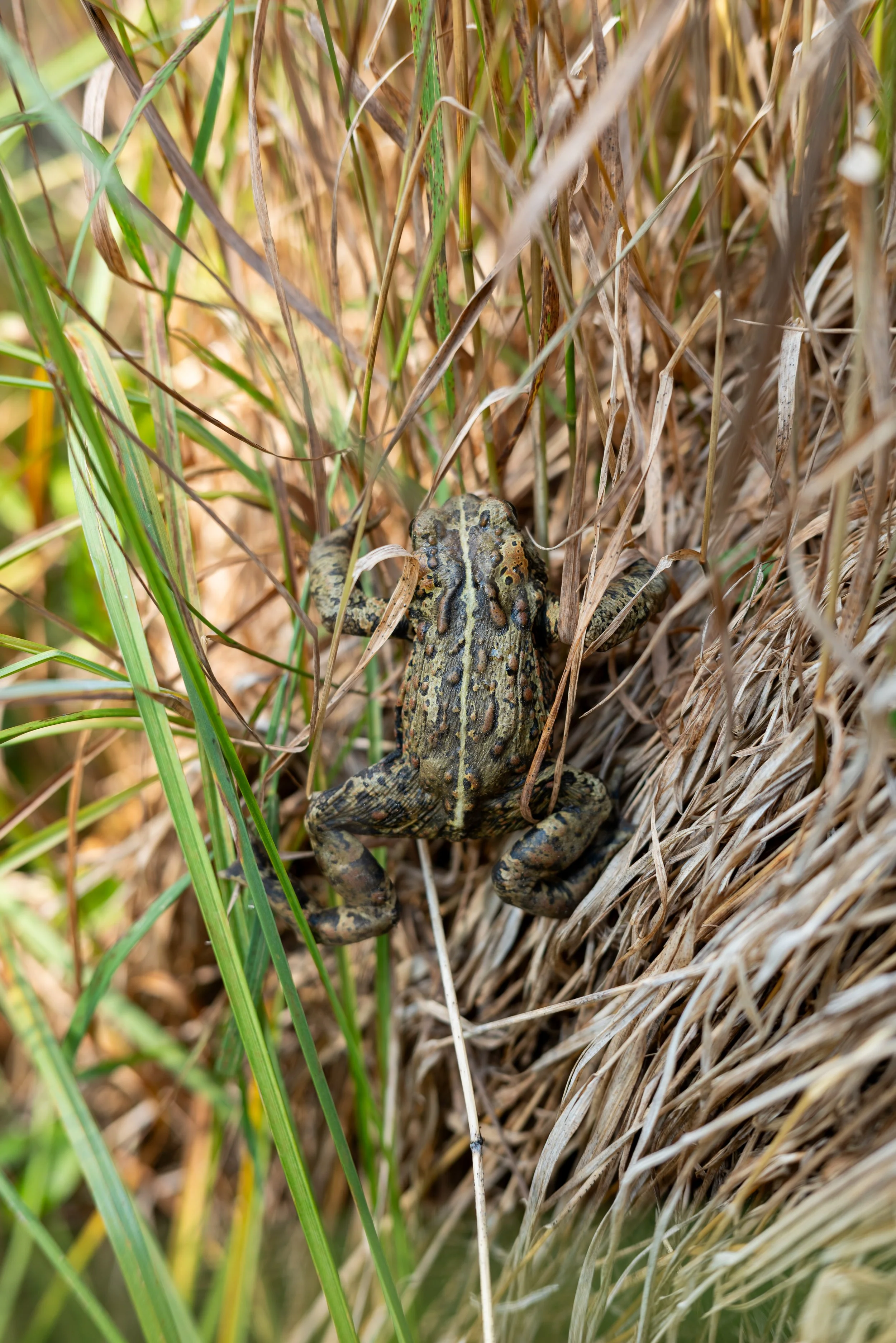 DSC_5967.jpg