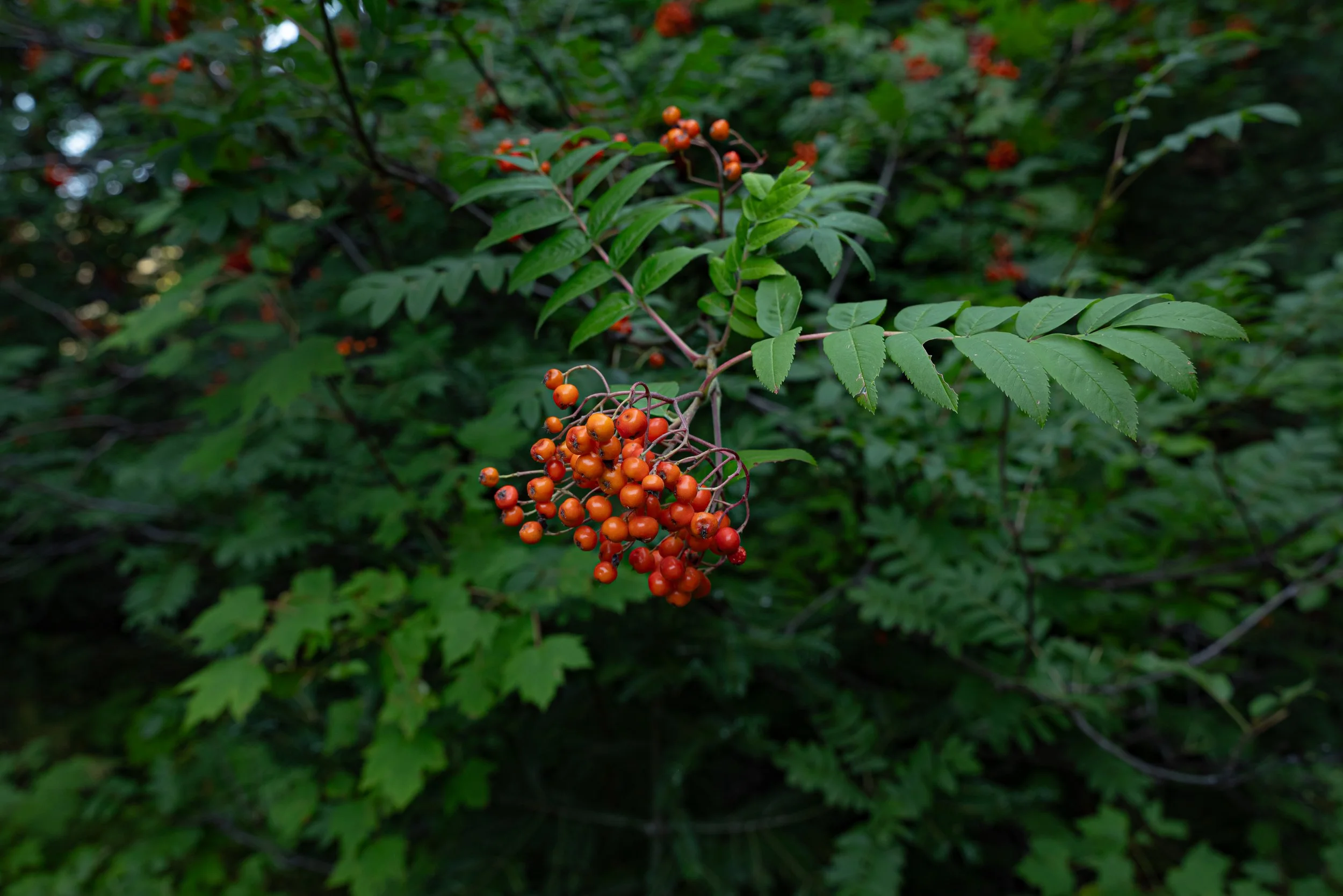 DSC_5169.jpg