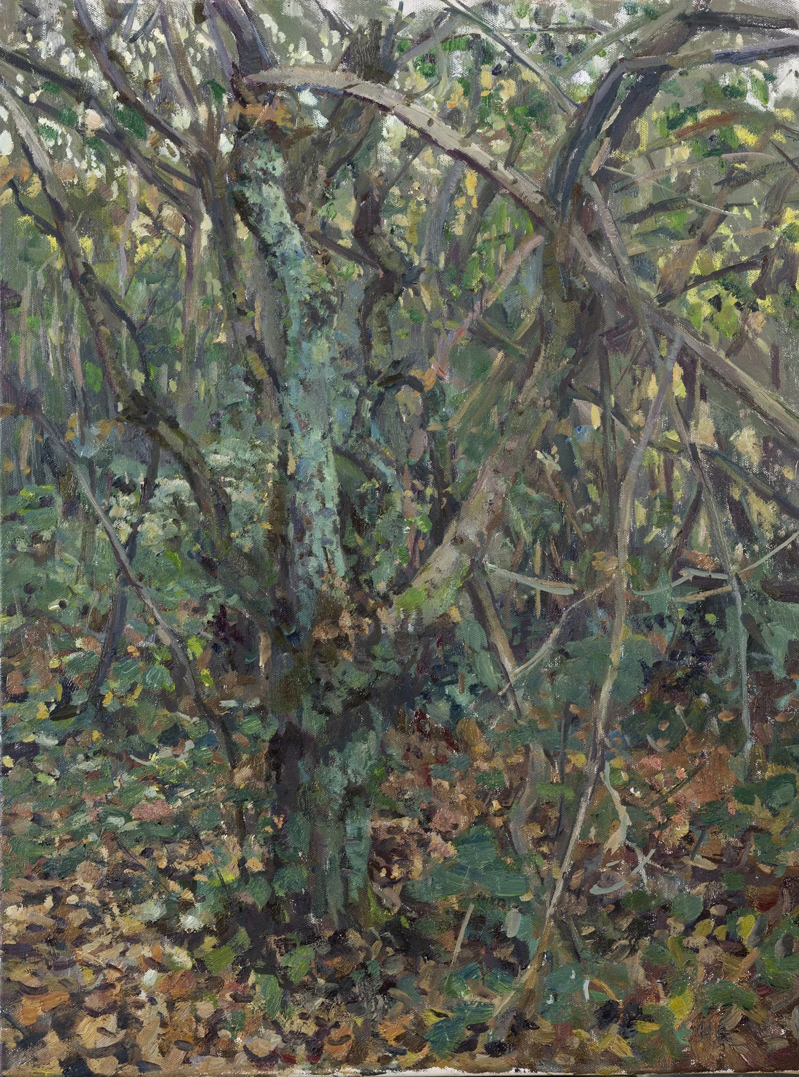 Trees in Late Autumn, Last of the Sun