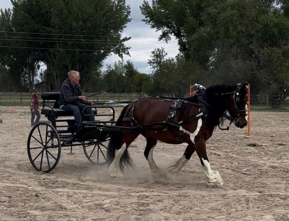 Driving the Single Horse 102