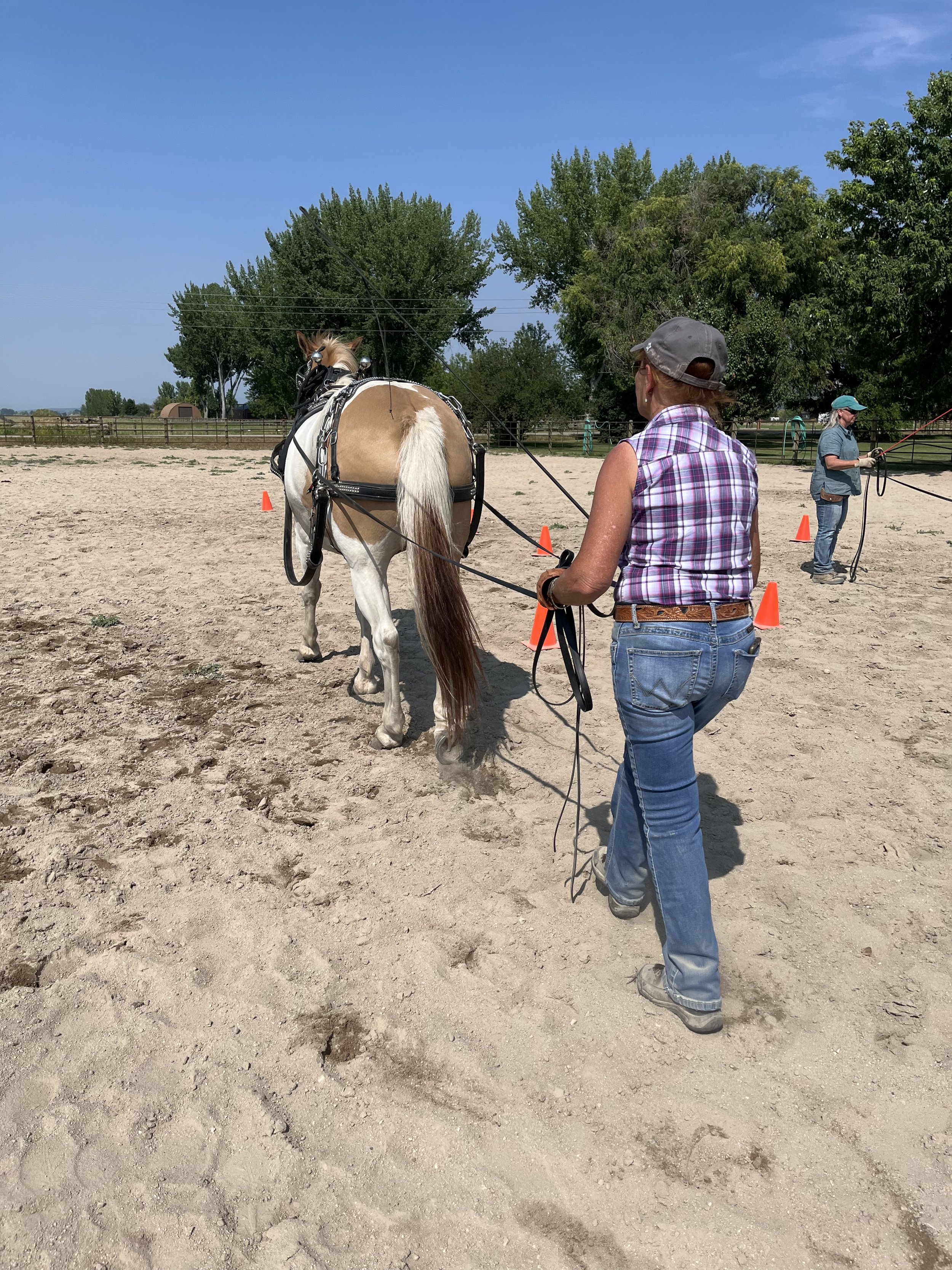 Progressive Spring Training "Teach your Horse how to Drive"