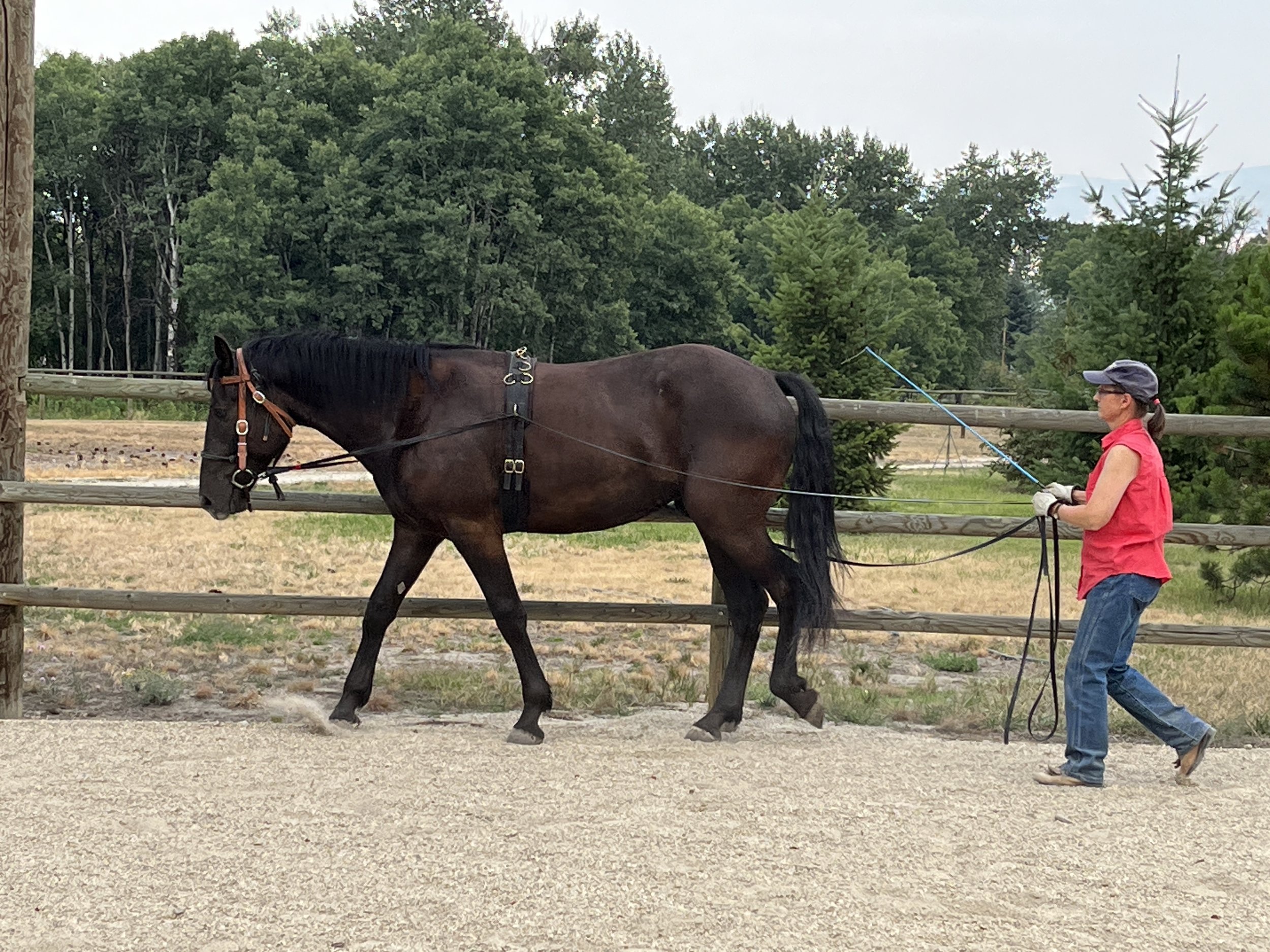Groundwork for the Driving Horse & Understanding Ground Driving the Single Horse