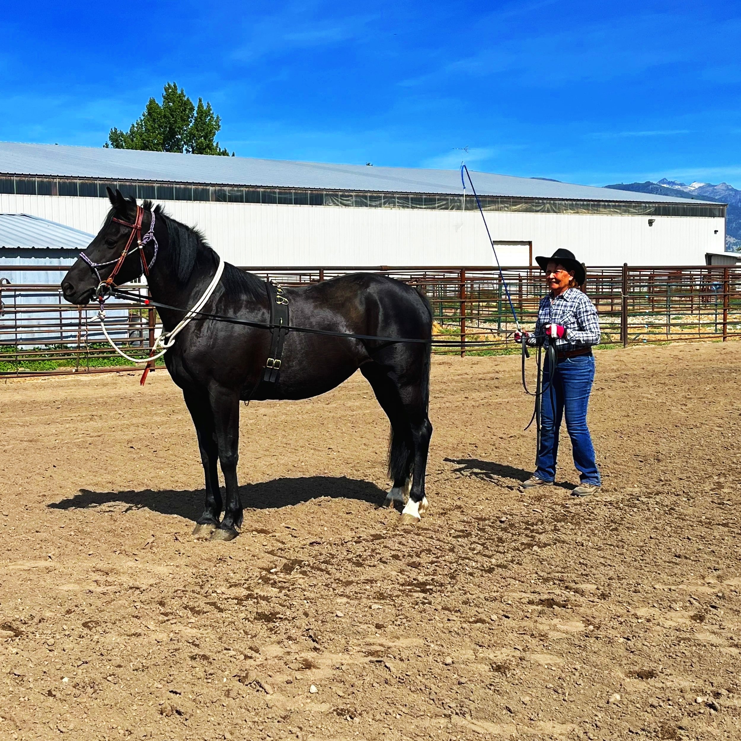 Training A Driving Horse - Groundwork &amp; Ground Driving Techniques 101