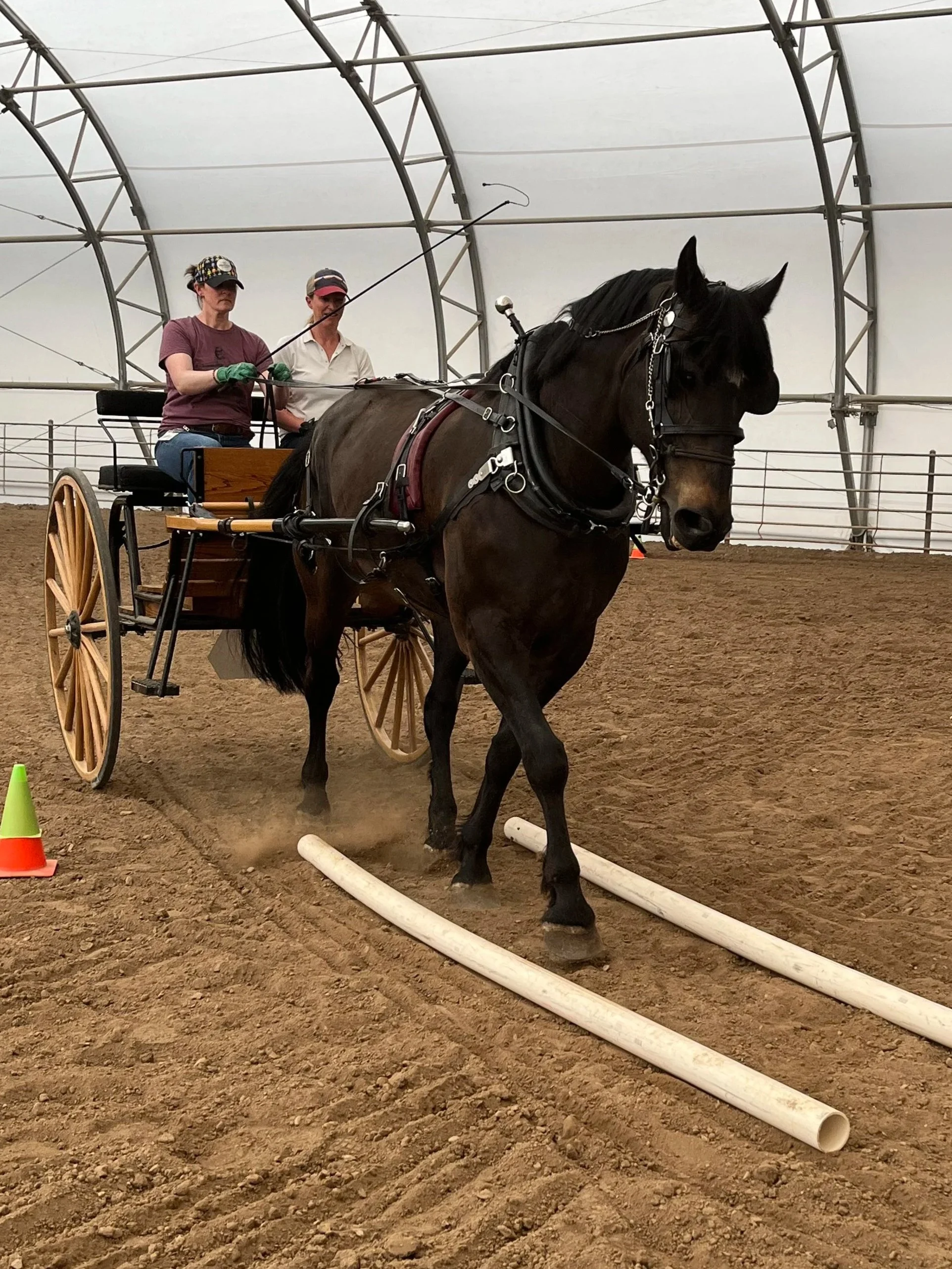 Driving The Single Horse 101