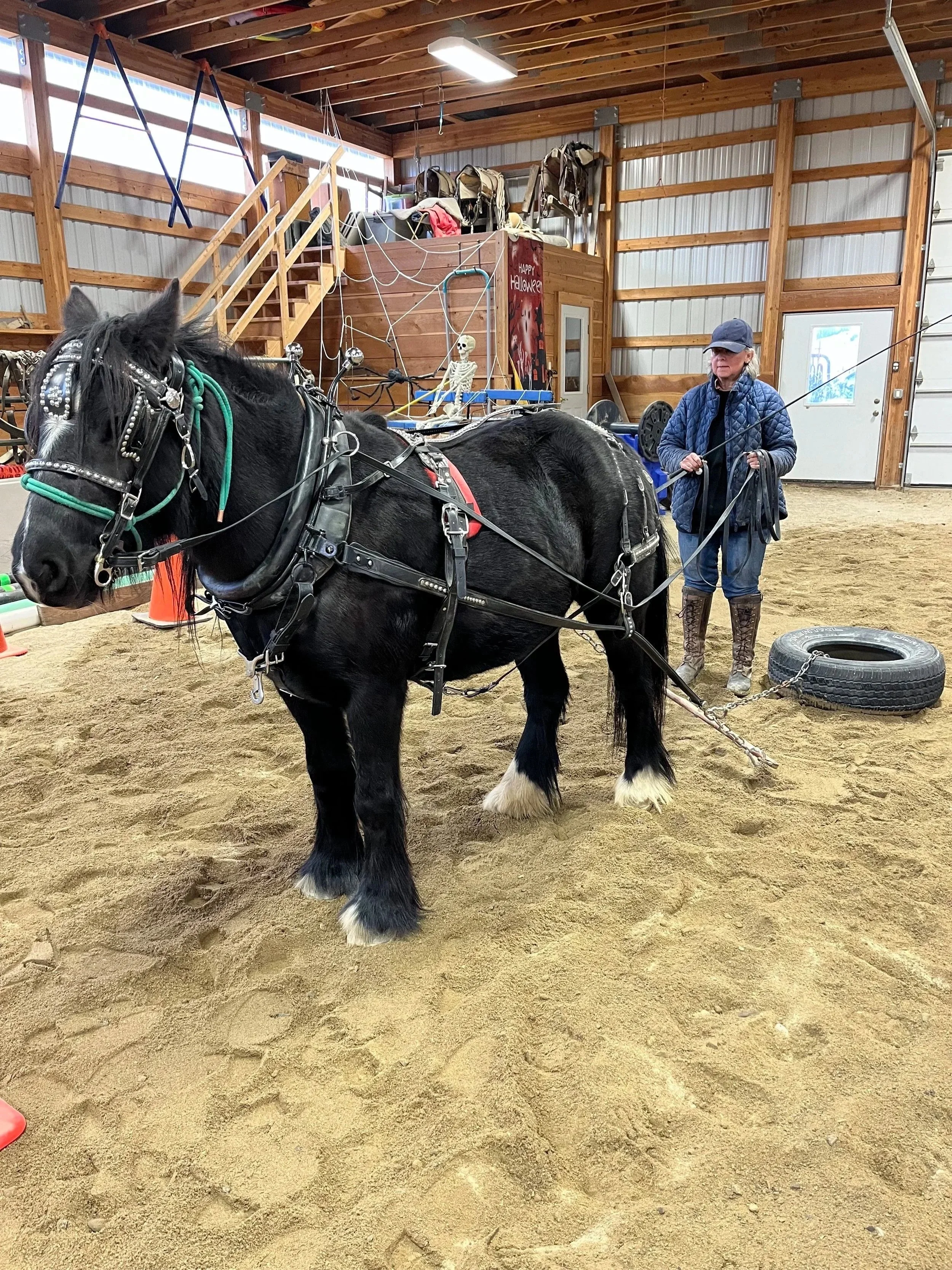 Progressive 6 or 12-Week Spring Training Workshop “So You Want To Teach Your Horse To Drive!”