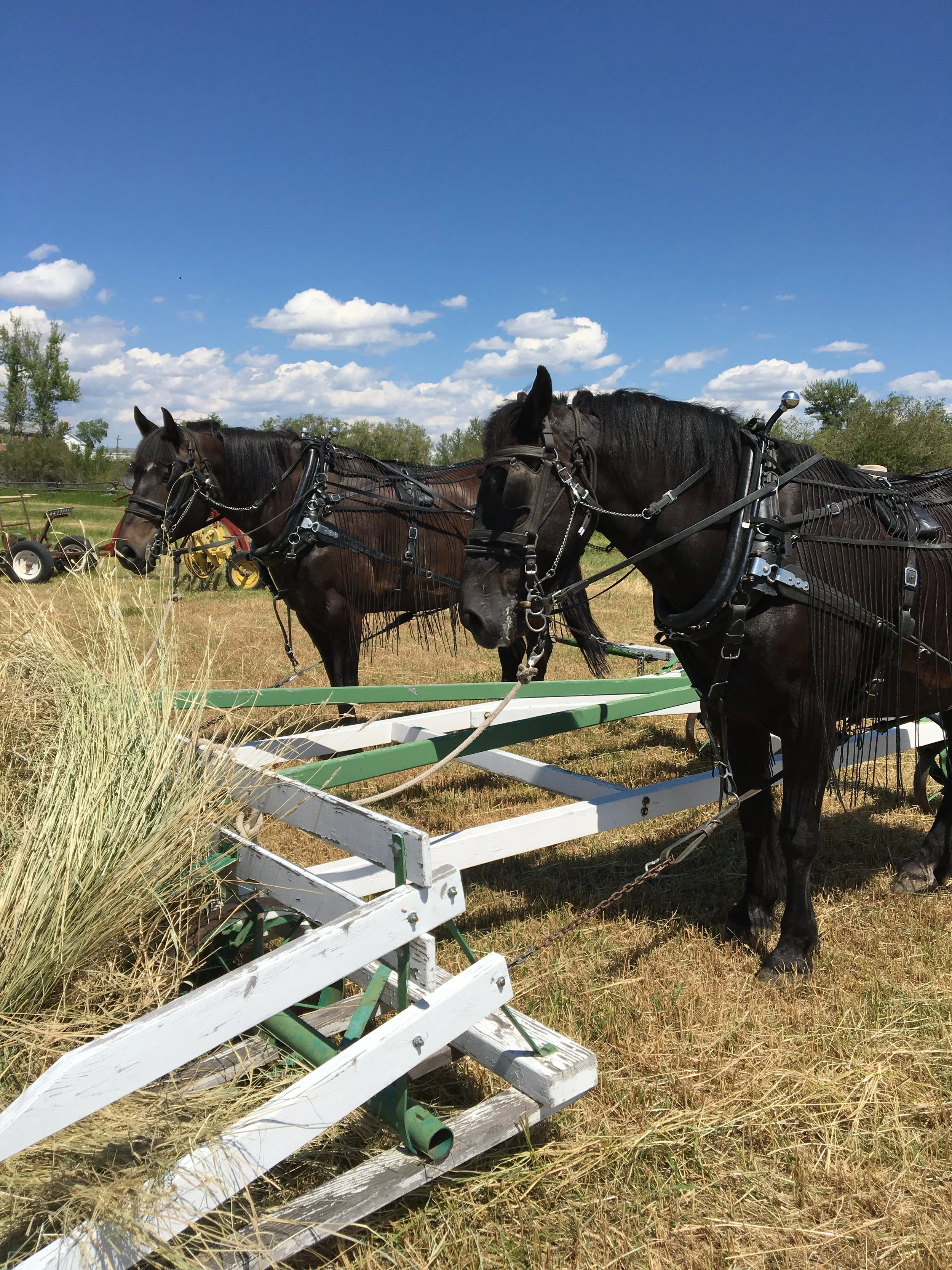 Loose Haying Demonstration at Grant Kohrs Ranch