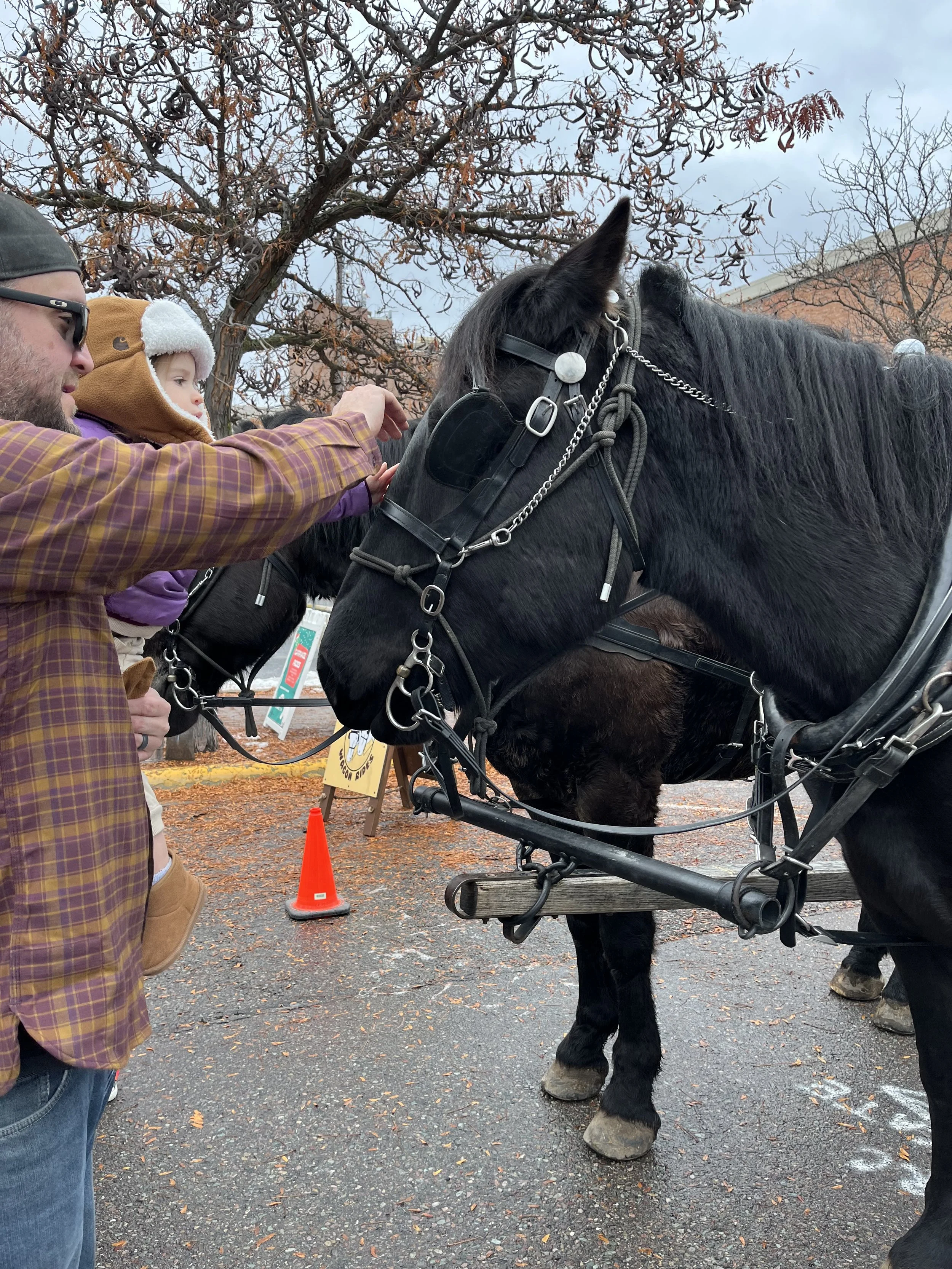 Free Wagon Rides Downtown Missoula, MT (Copy) (Copy) (Copy)