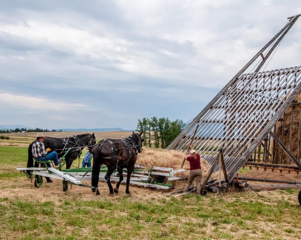 Loose Haying Demonstration at Grant Kohrs Ranch (Copy)
