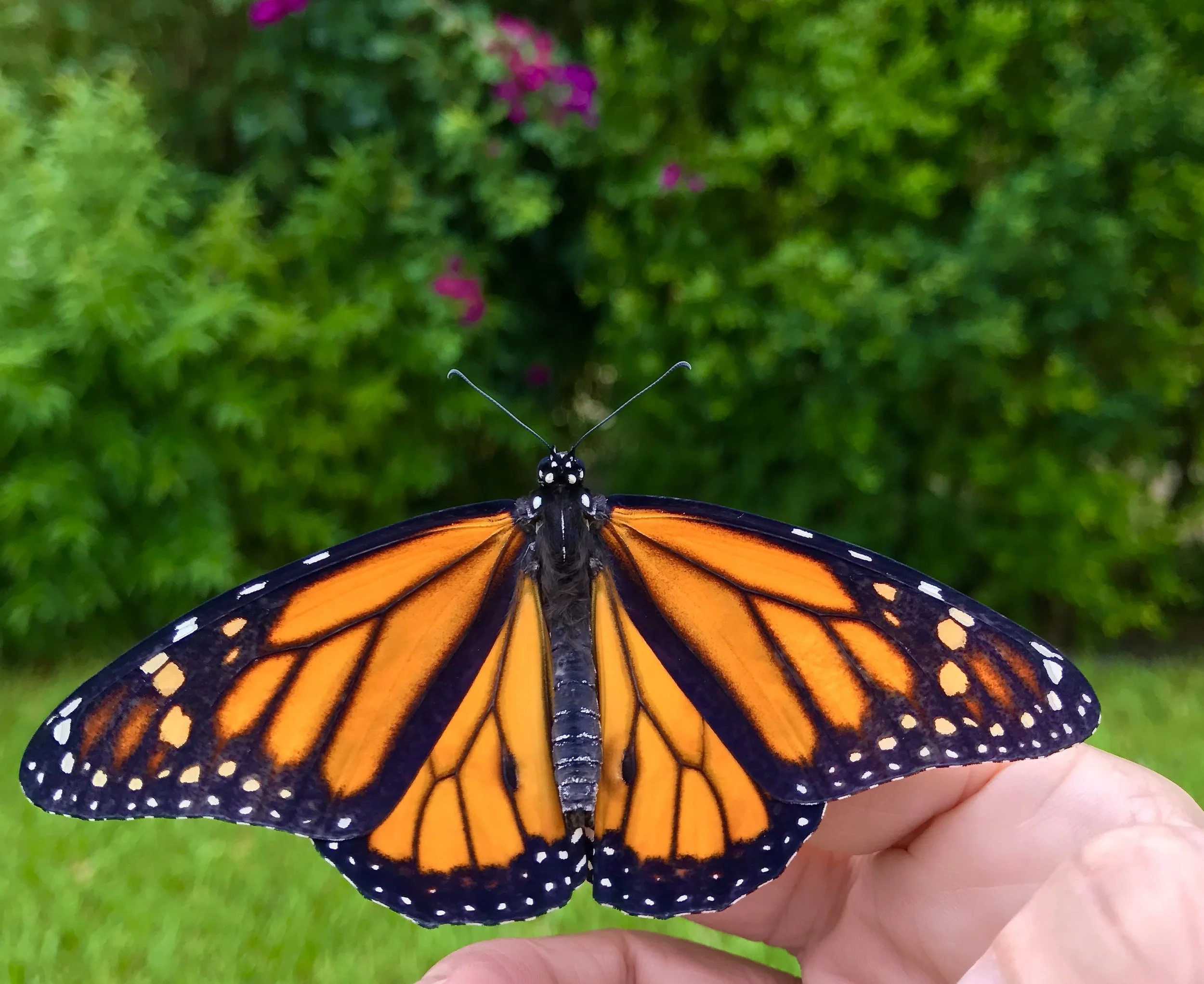 "Taking Flight" by Linda Bowman