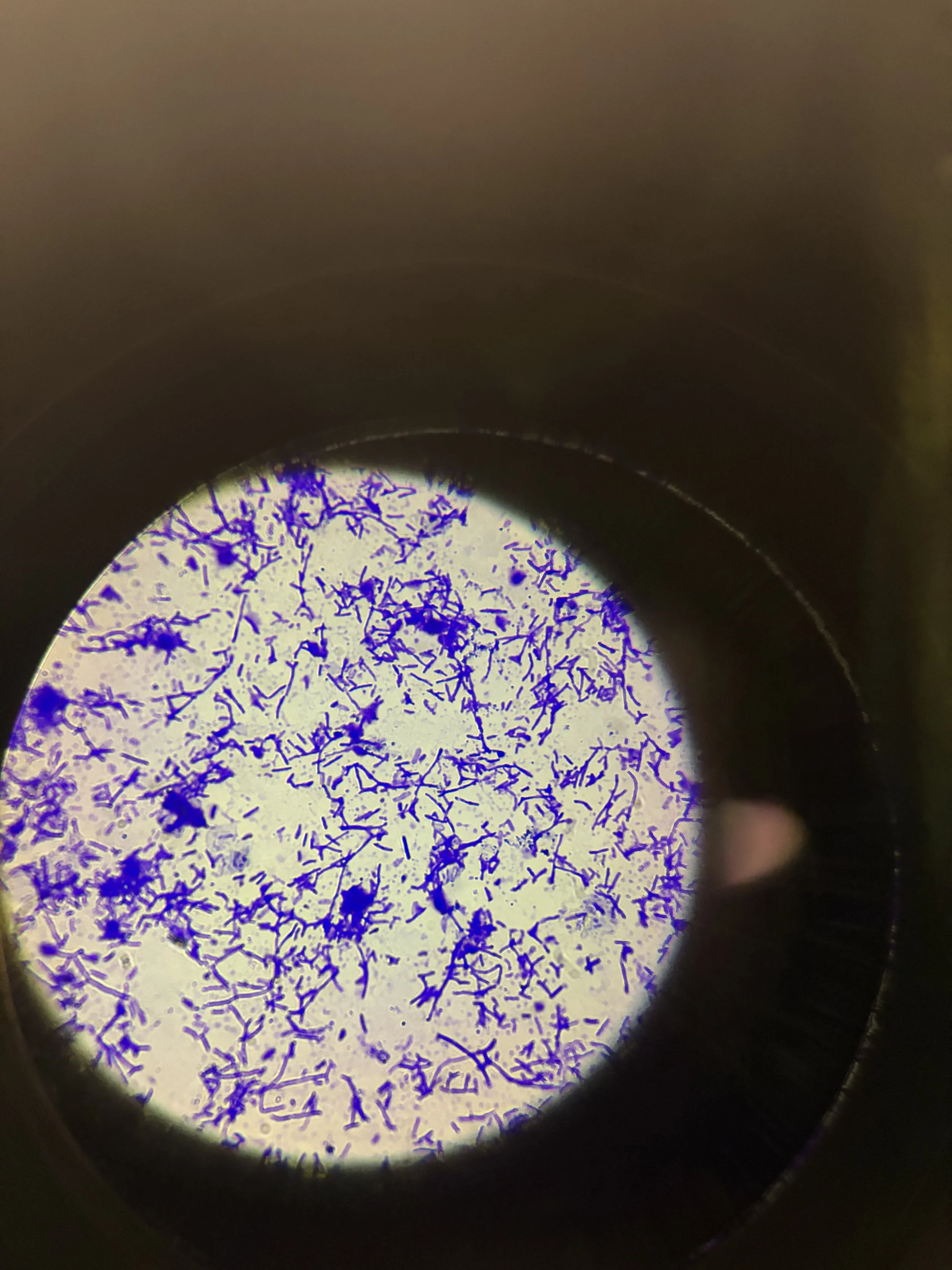 "Navigating College" by Elena Goodrow