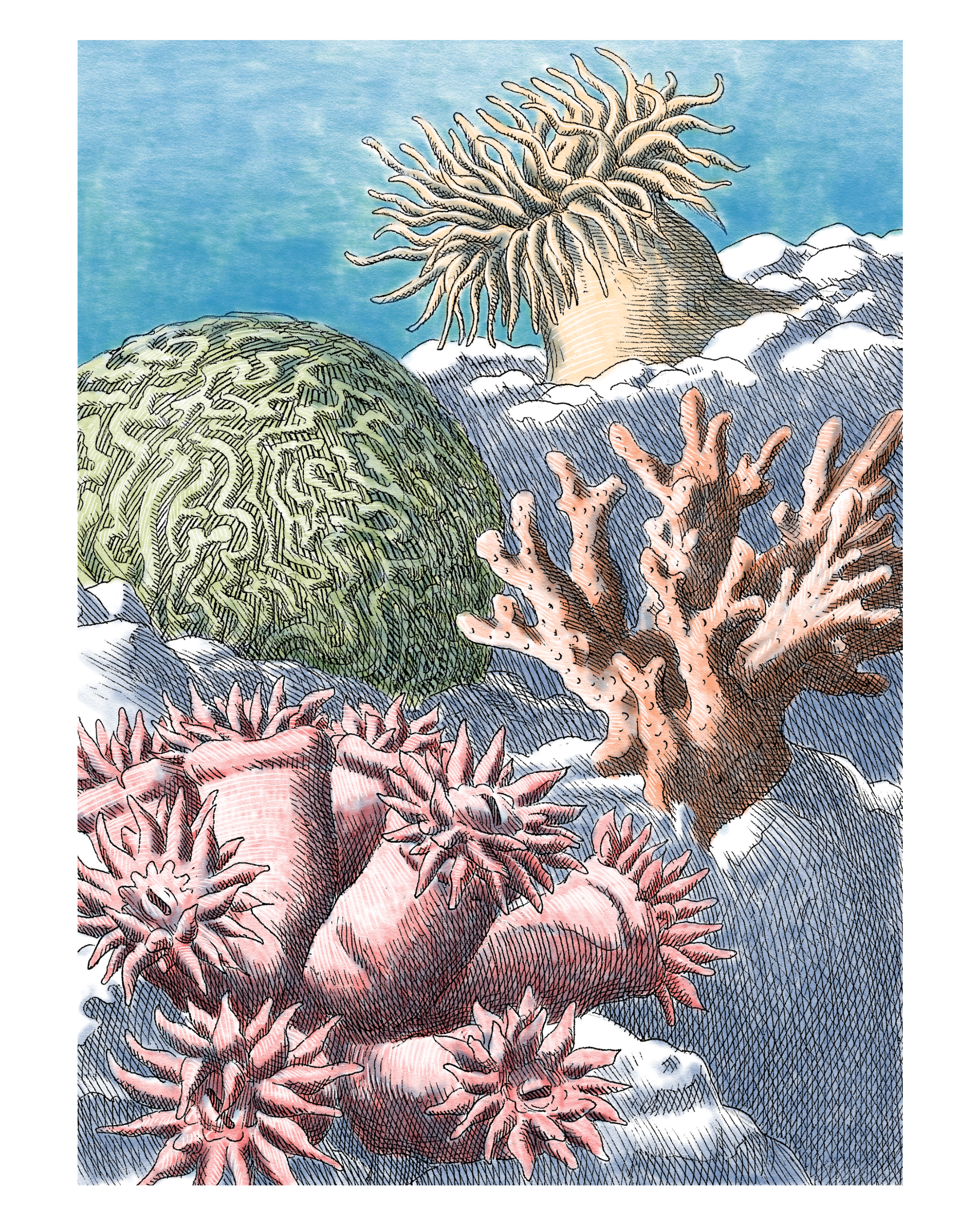 8 x 10 coral print.png