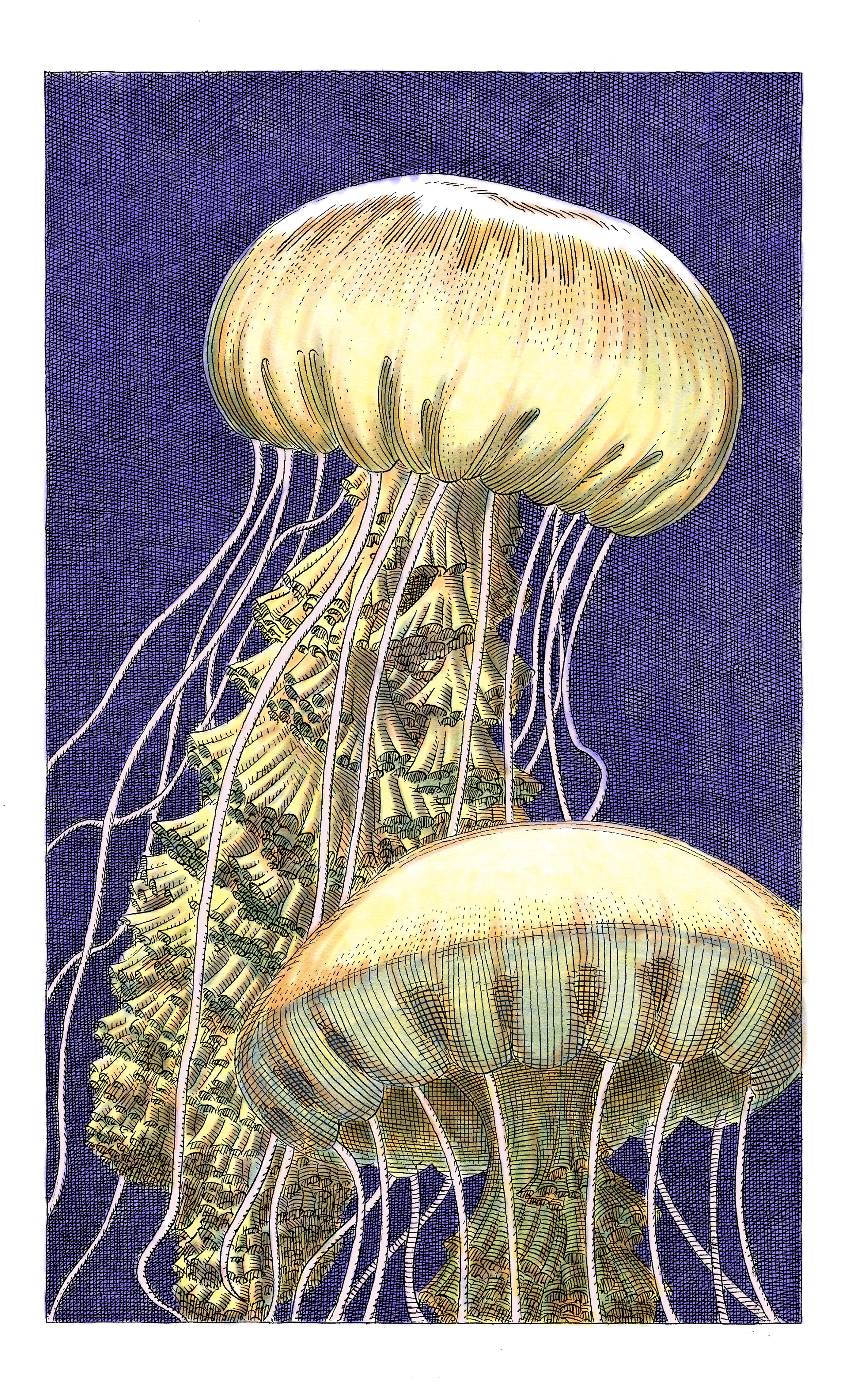 8_5_x_14_inch_prints_JELLYFISH_under20mb.png