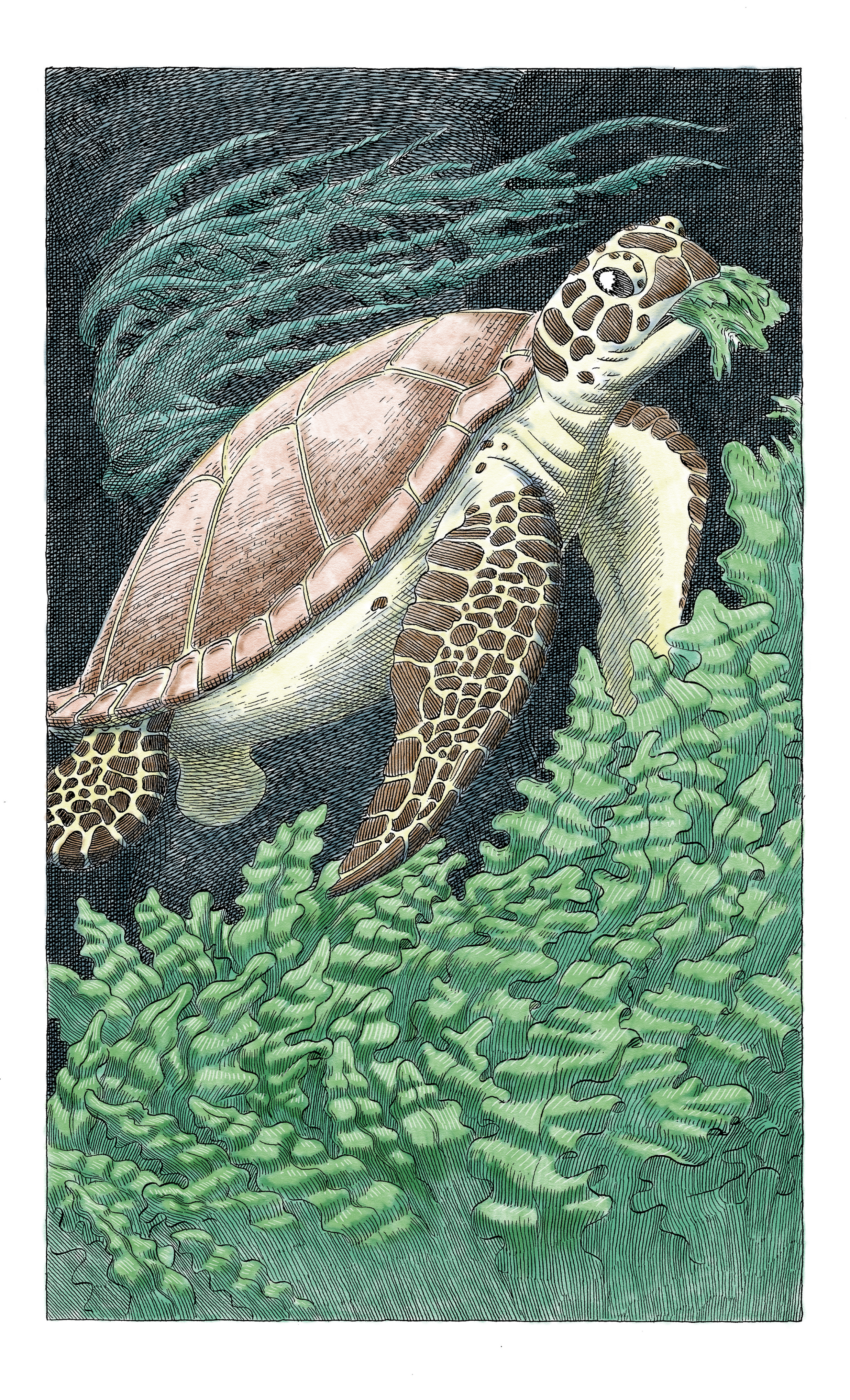 8_5_x_14_inch_prints_TURTLE_under20mb.png