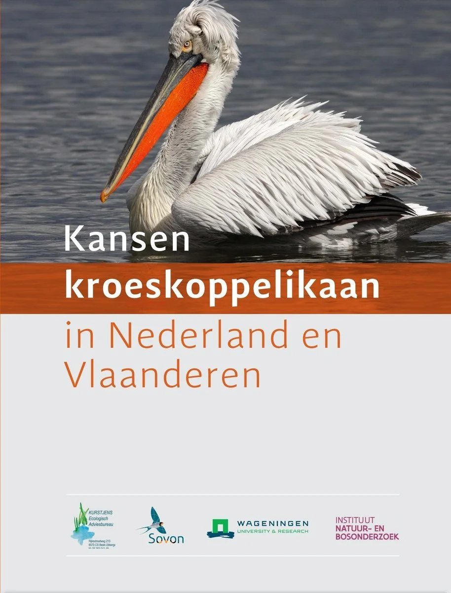 Rapport Kansen kroeskoppelikaan in Nederland en Vlaanderen