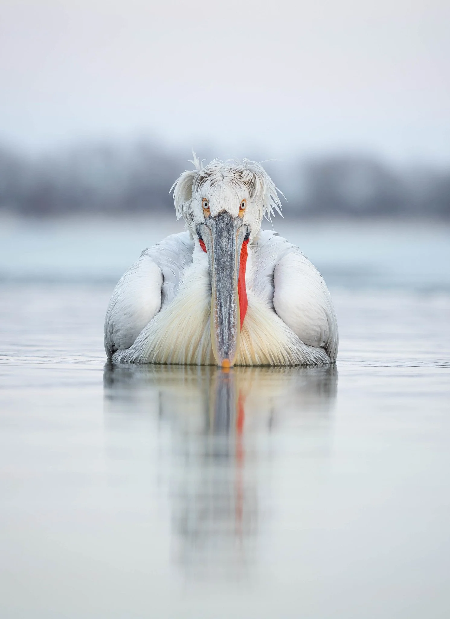 At Lake Kerkini