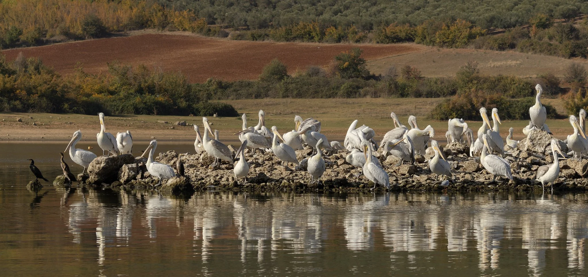 At Kerkini Lake