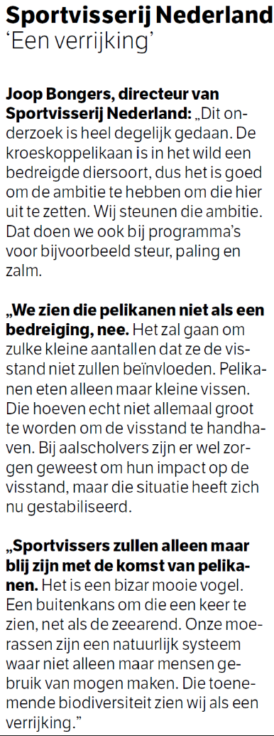 Het kan weer: pelikanen in de Nederlandse delta - NRC  7 jan 2022
