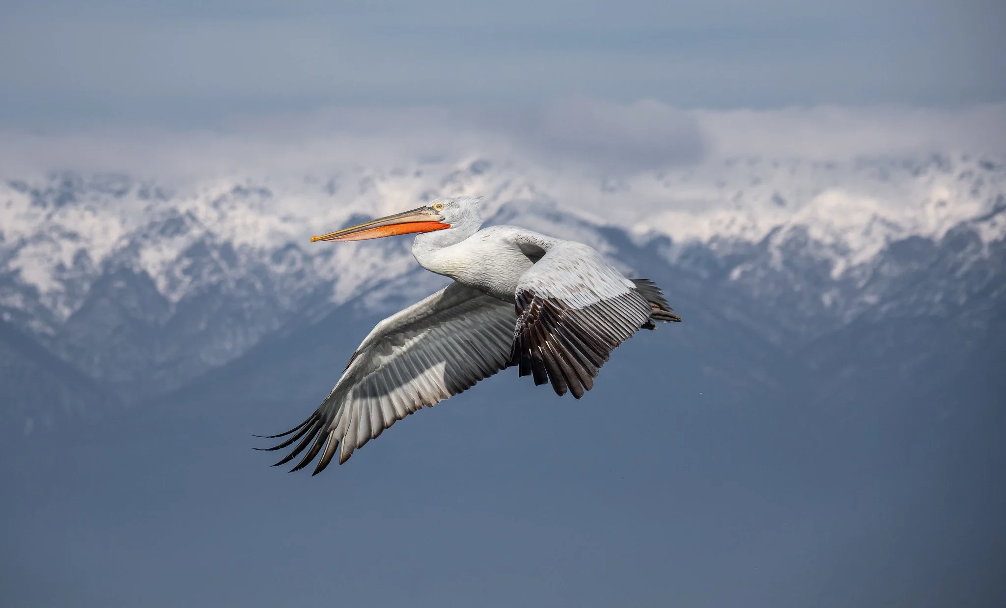Dalmatian Pelicans of Lake Kerkini
