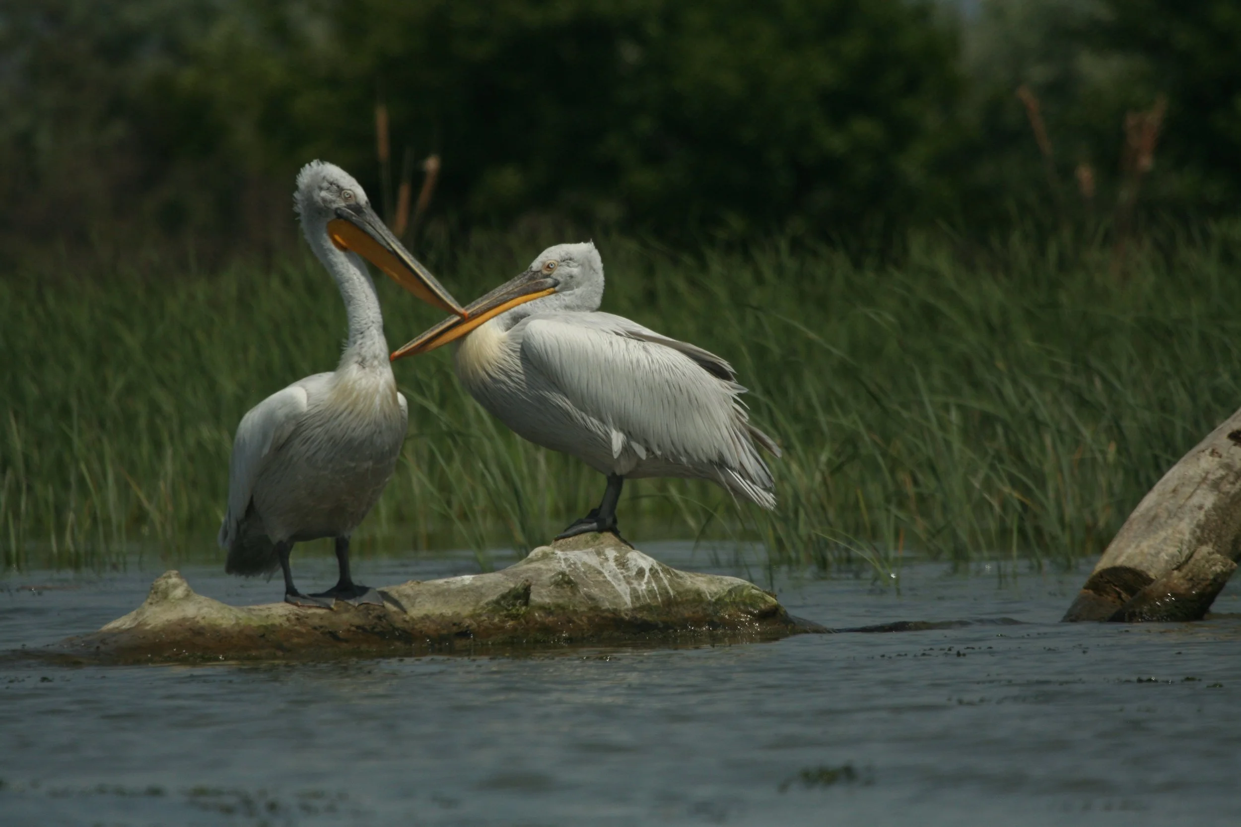 Dalmatian Pelican, Sfantu Georghe, Romania, 20th May 2012 01 Foto: Wildlife Travel