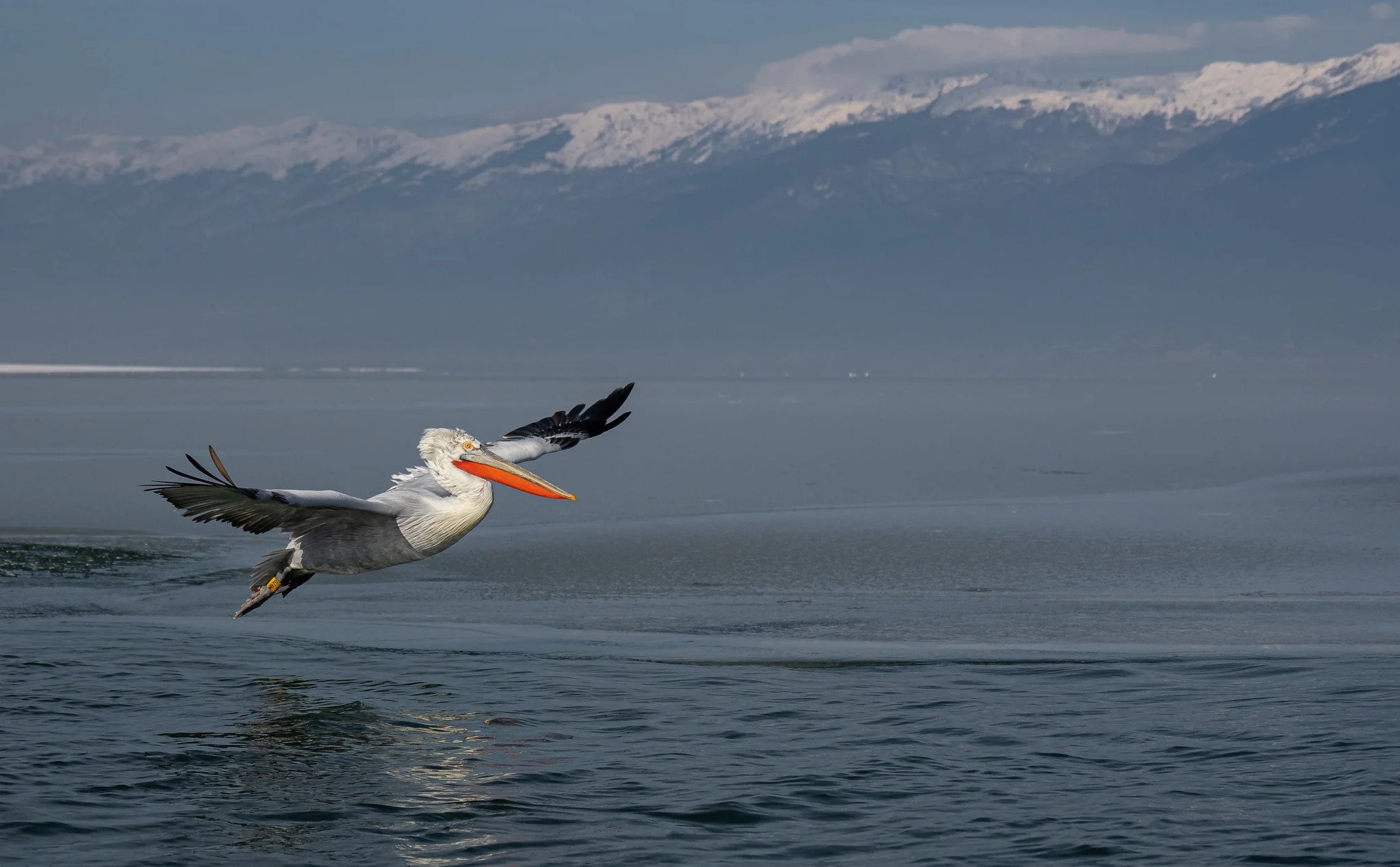 At Lake Kerkini