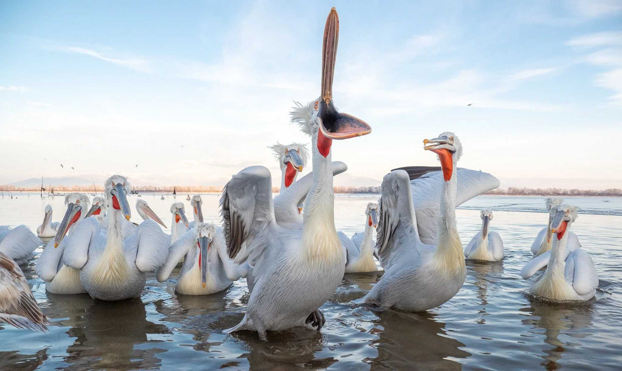 At lake Kerkini