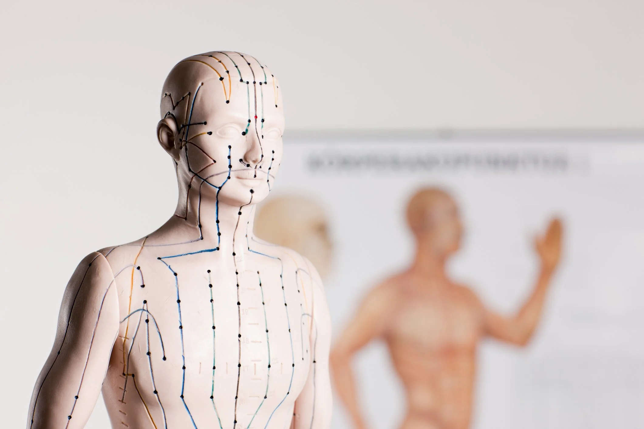 Acupuncture model showing acupuncture points and meridians