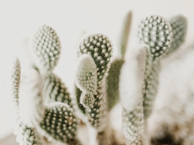 Plant Care Tips &amp; Tricks