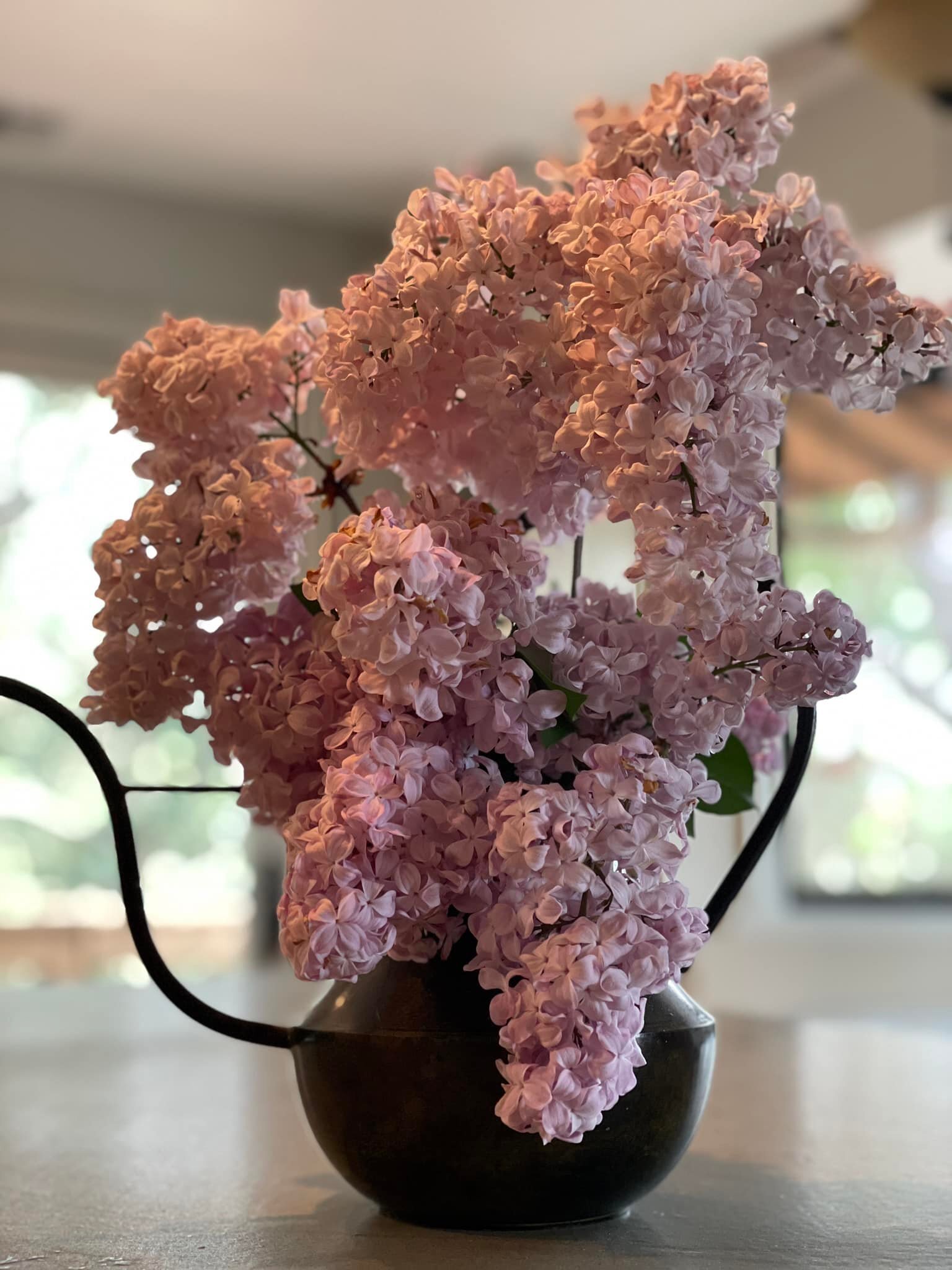 My lilacs are still going and they are heavenly.  I placed them in a very Japanese deco watering can my mom gifted me many years ago. 🩷🩷🩷