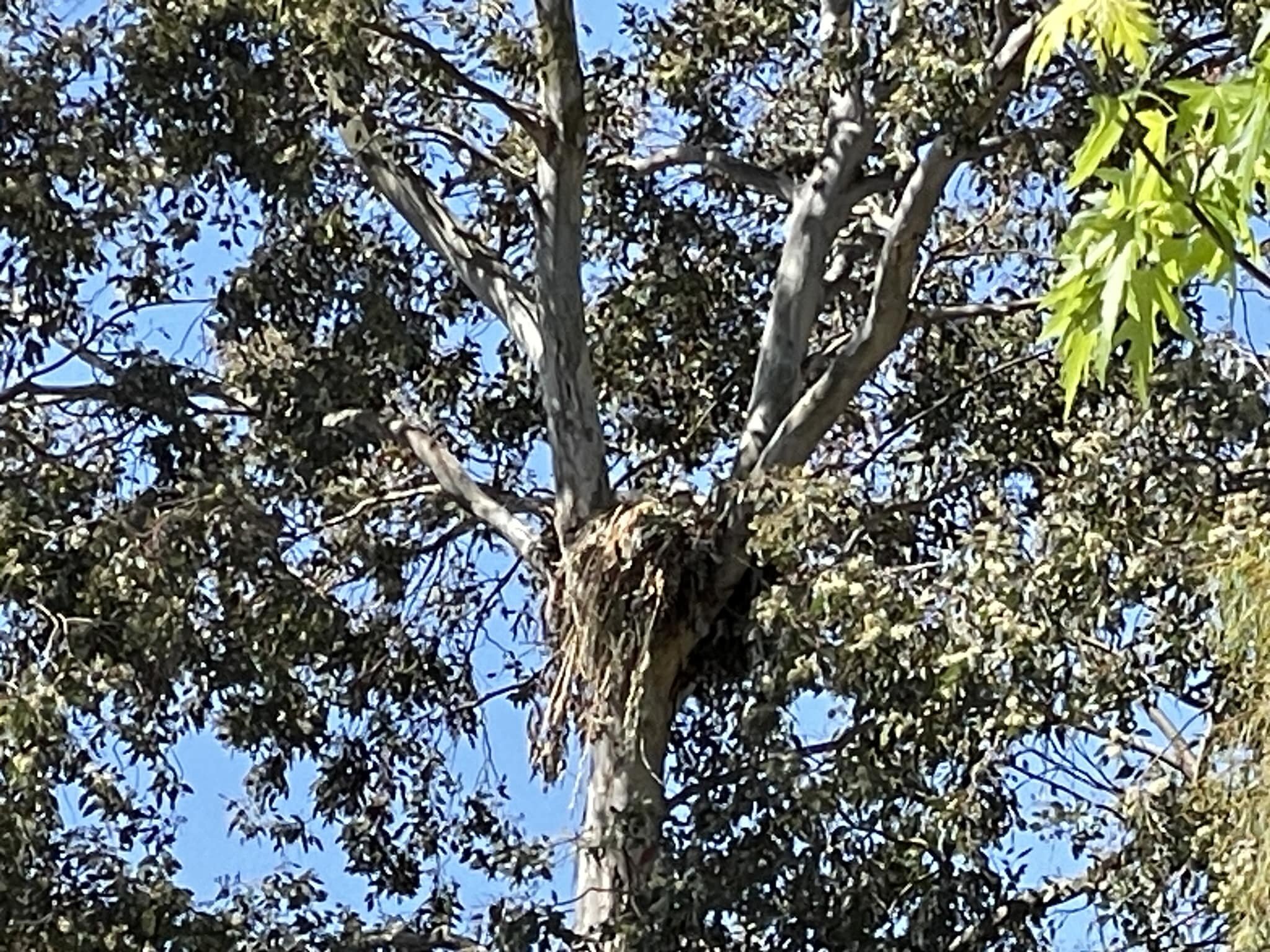 Hard to see - we have a baby red-tailed hawk in our eucalyptus tree. 🧡🧡🧡