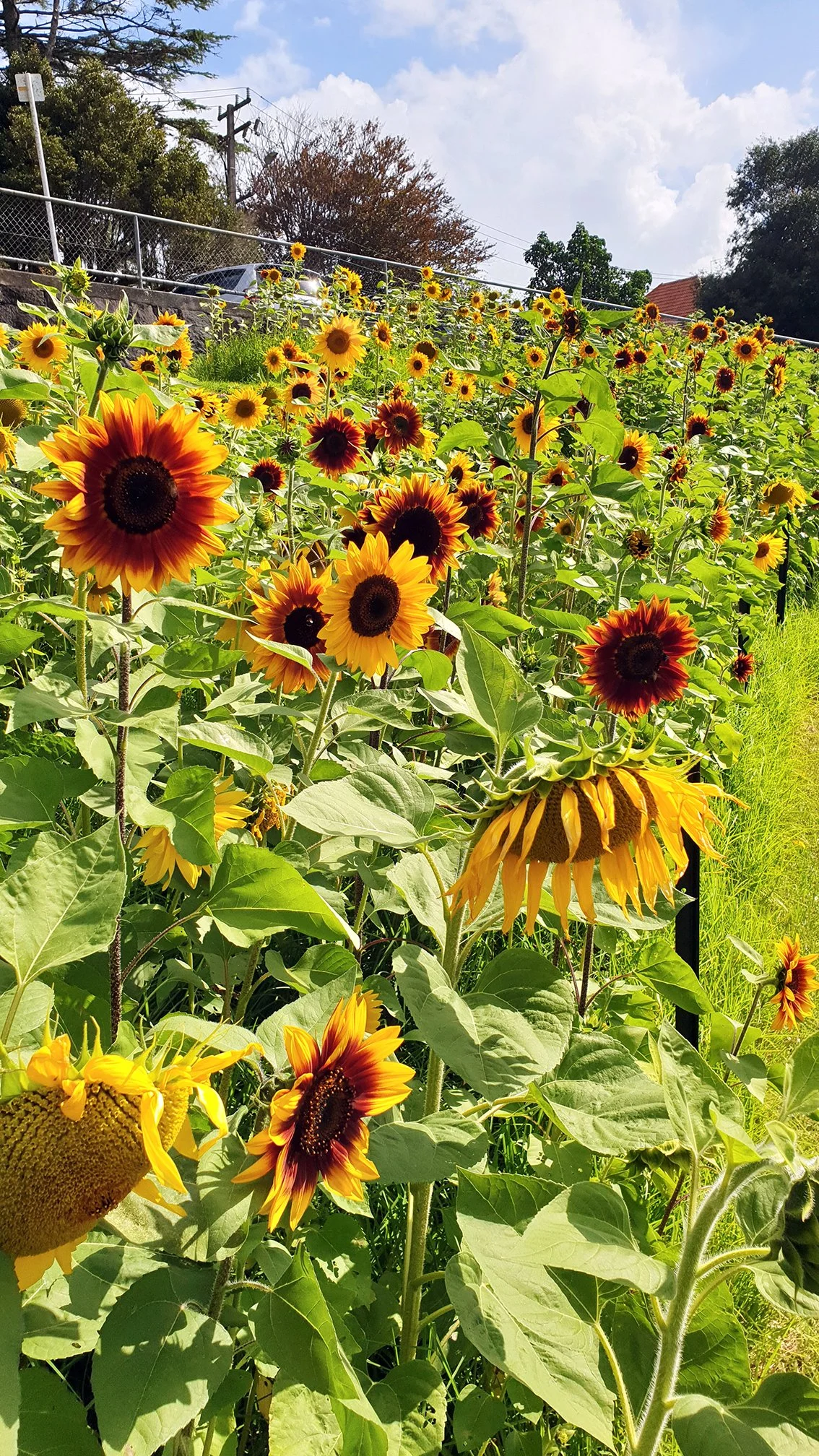 Greening the City: Wrap Party