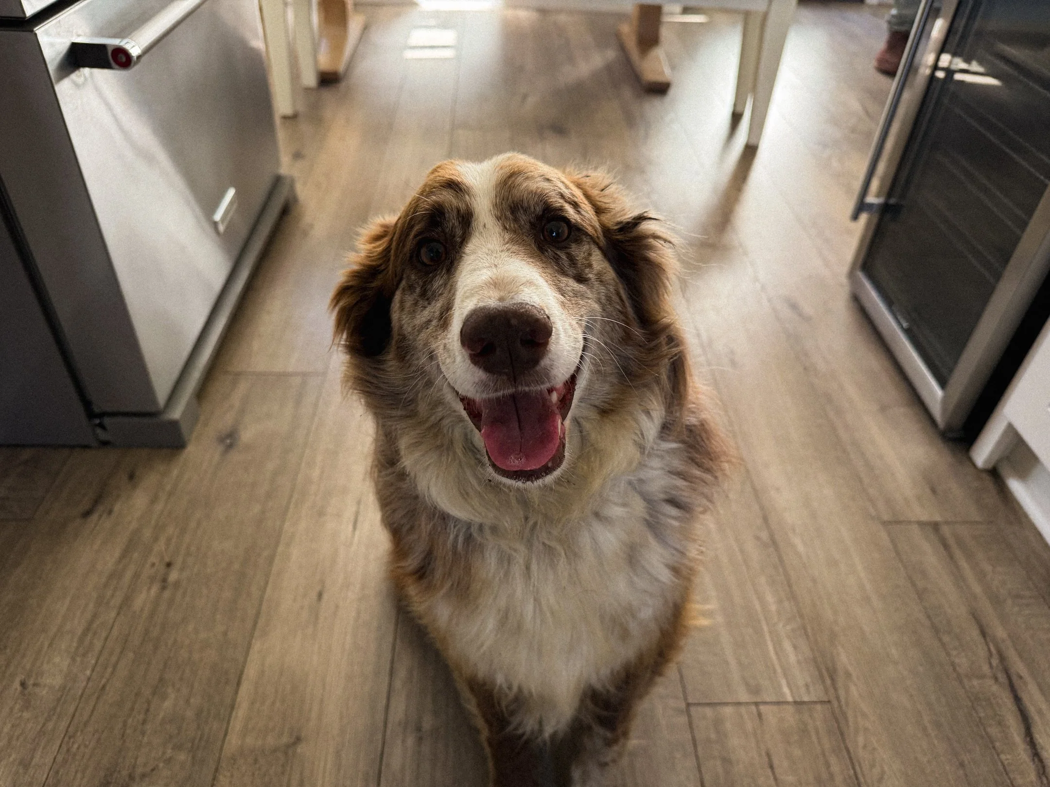Purina BTS-Web-45.jpg