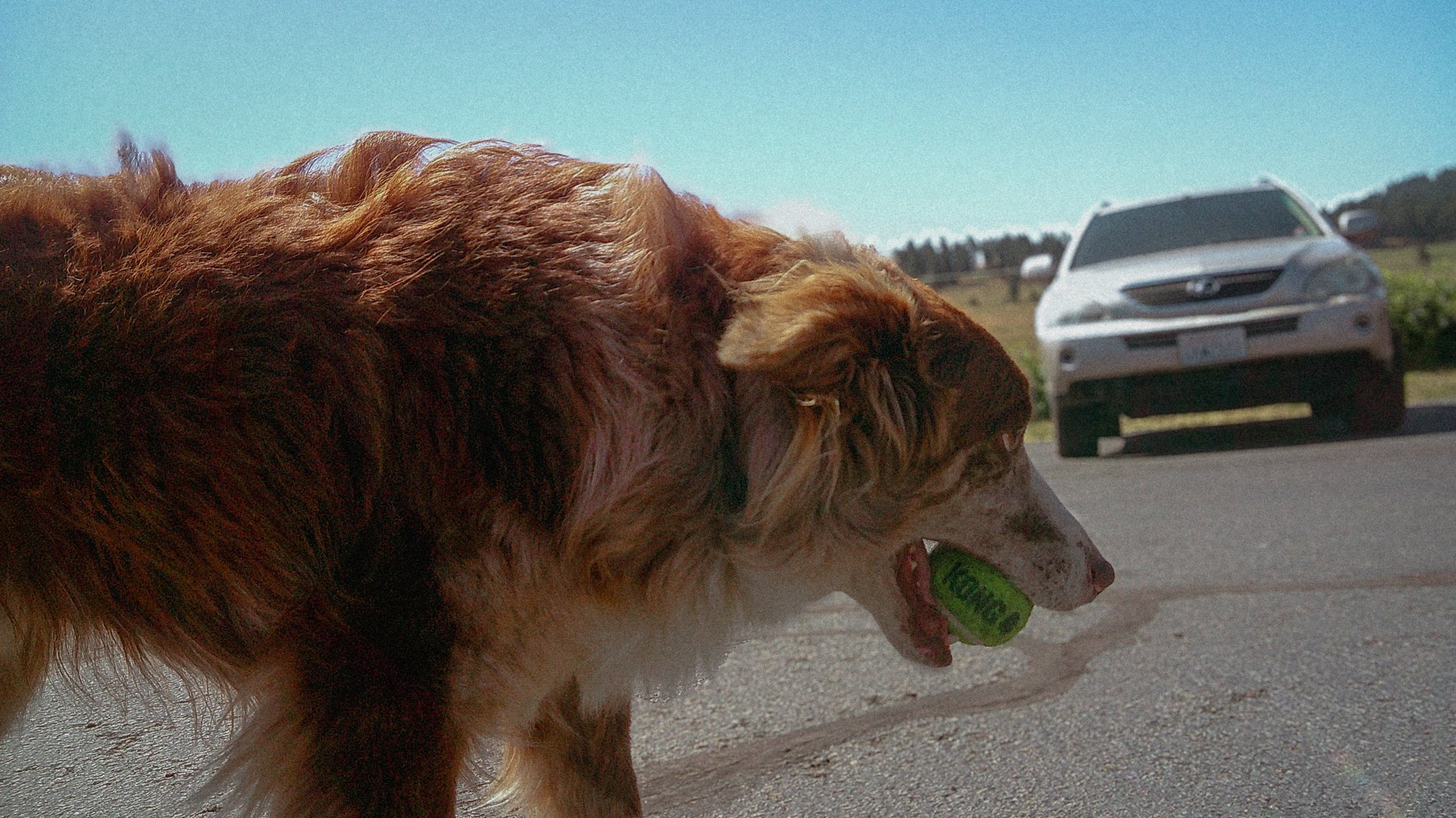 Purina BTS-Web-2.jpg