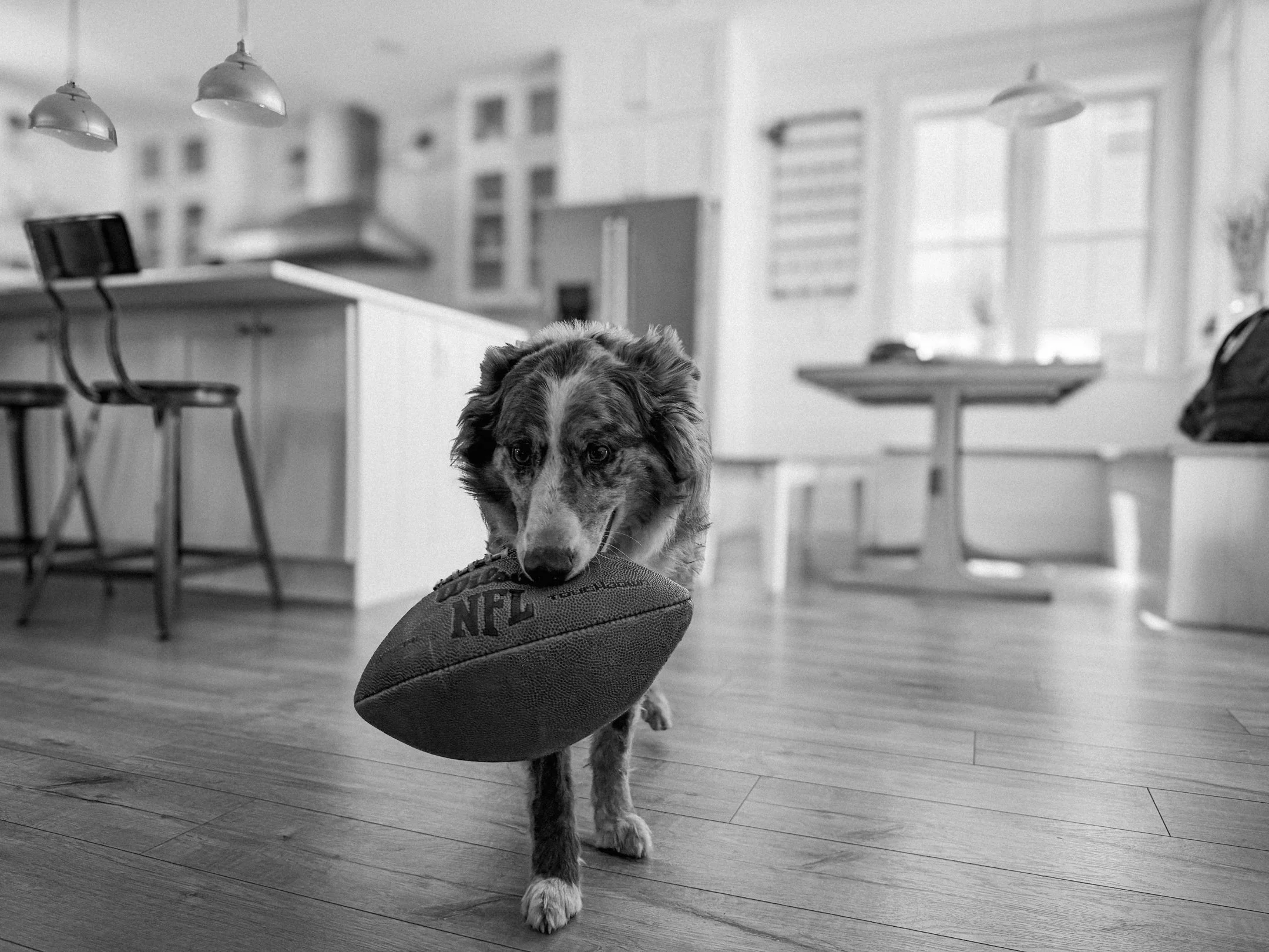 Purina BTS-Web-42.jpg