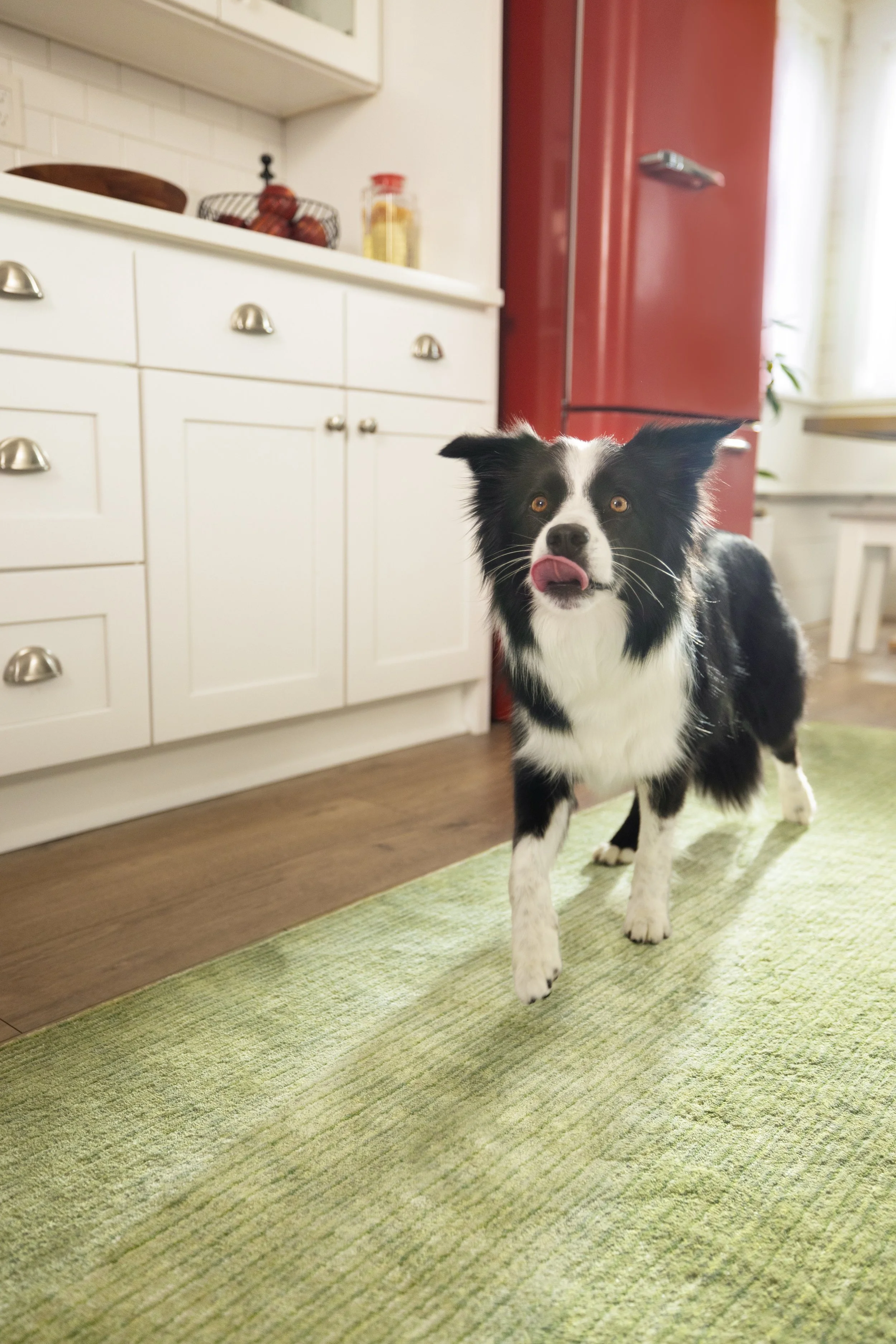 ON08900_Dog Play Bow_2439.jpg
