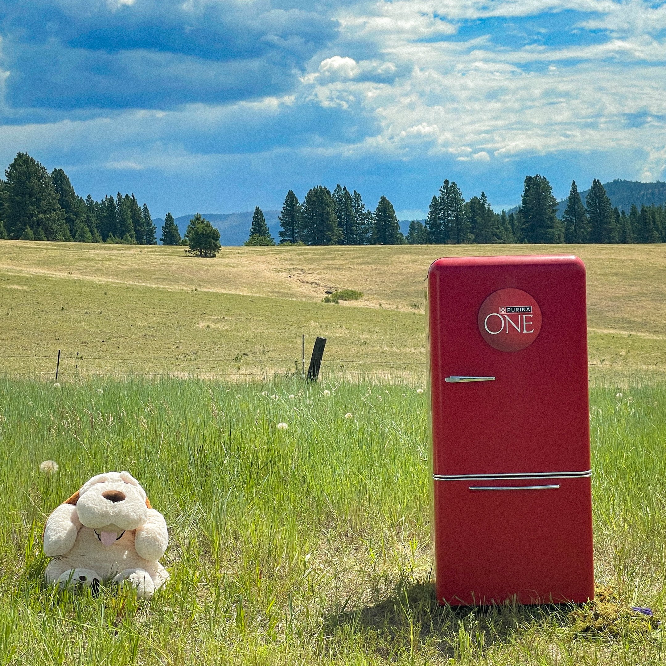 Purina BTS-Web-77.jpg