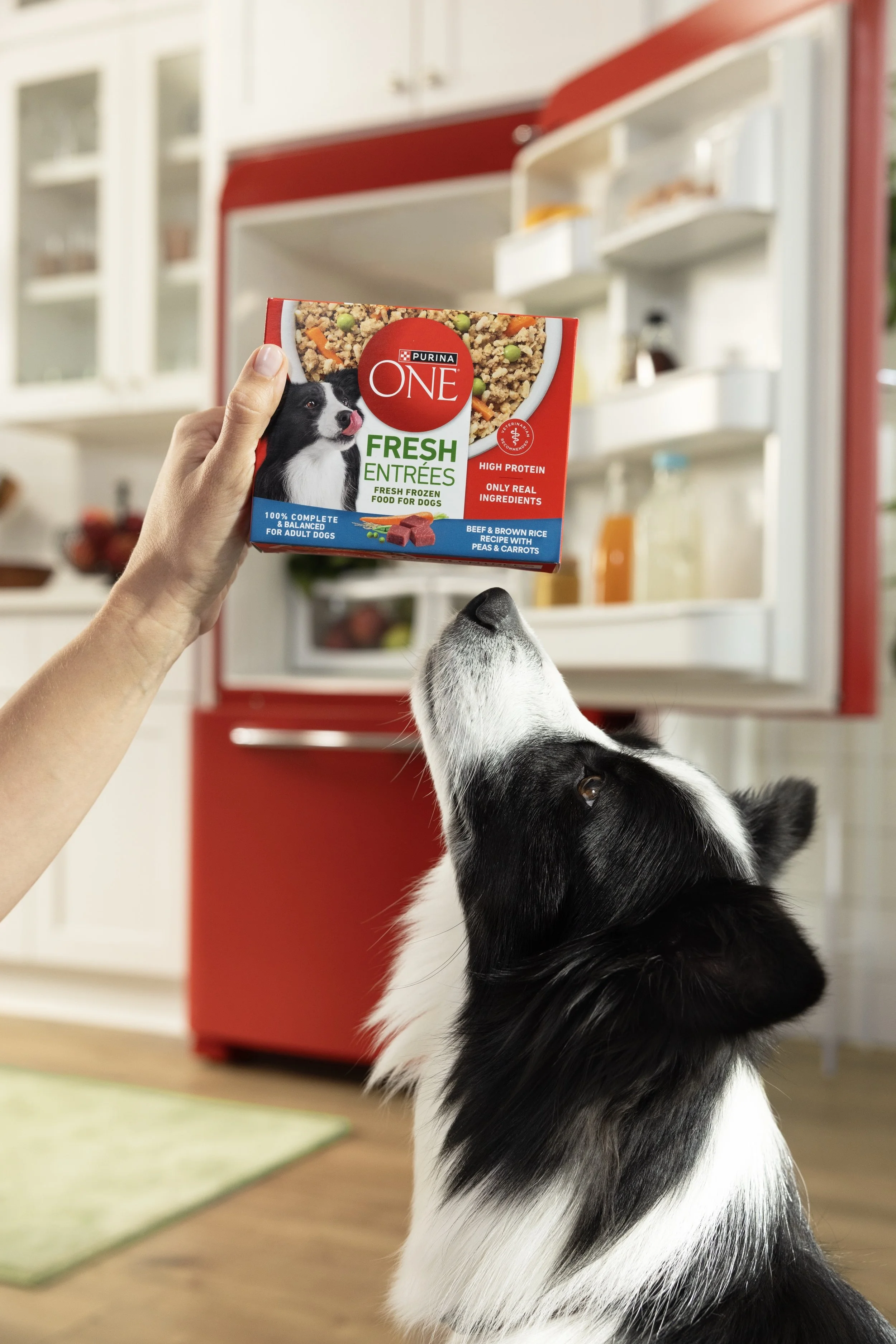 ON08900_Woman Fridge Dog_2973.jpg
