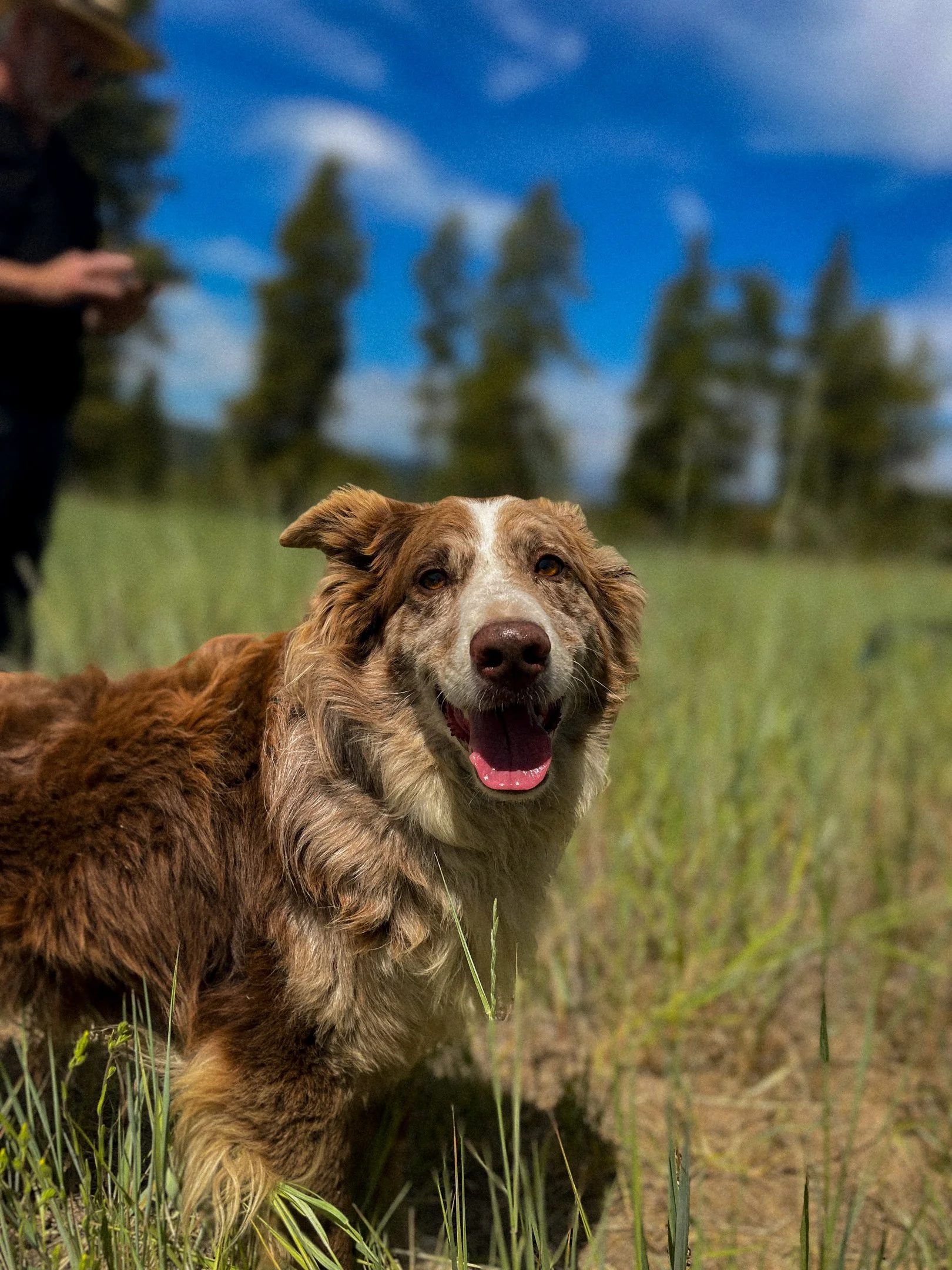 Purina BTS-Web-39.jpg