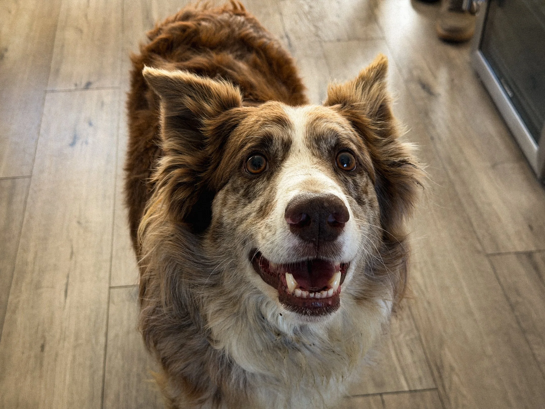 Purina BTS-Web-44.jpg