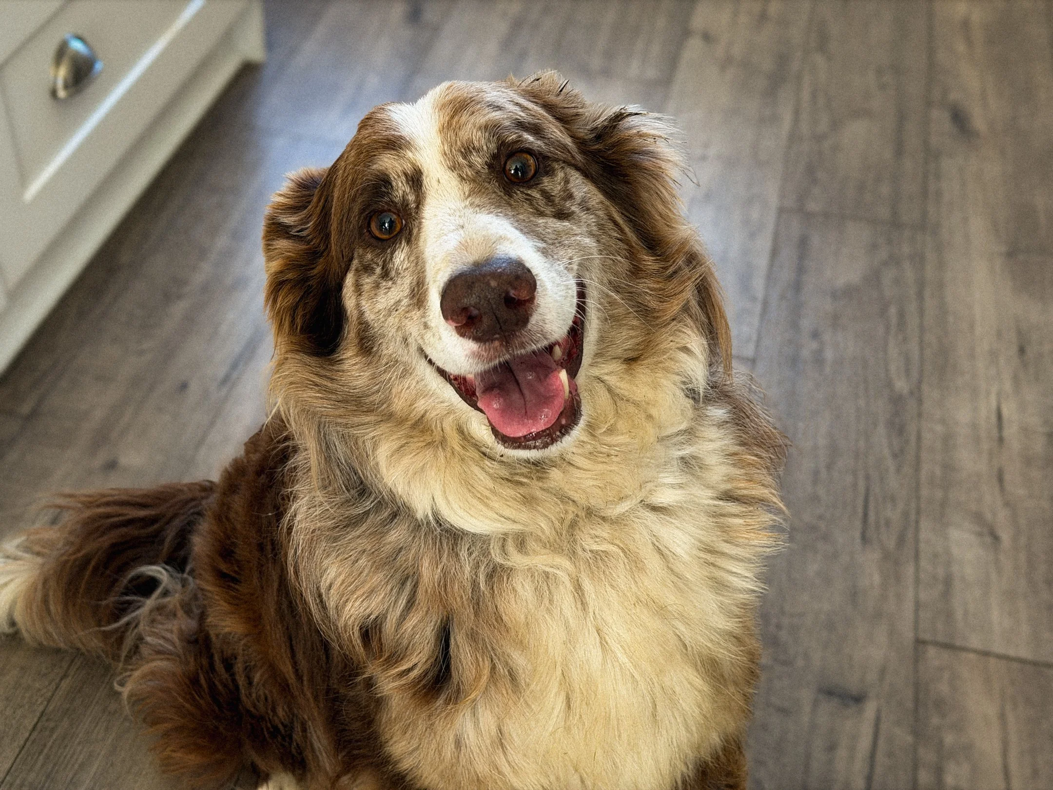Purina BTS-Web-43.jpg