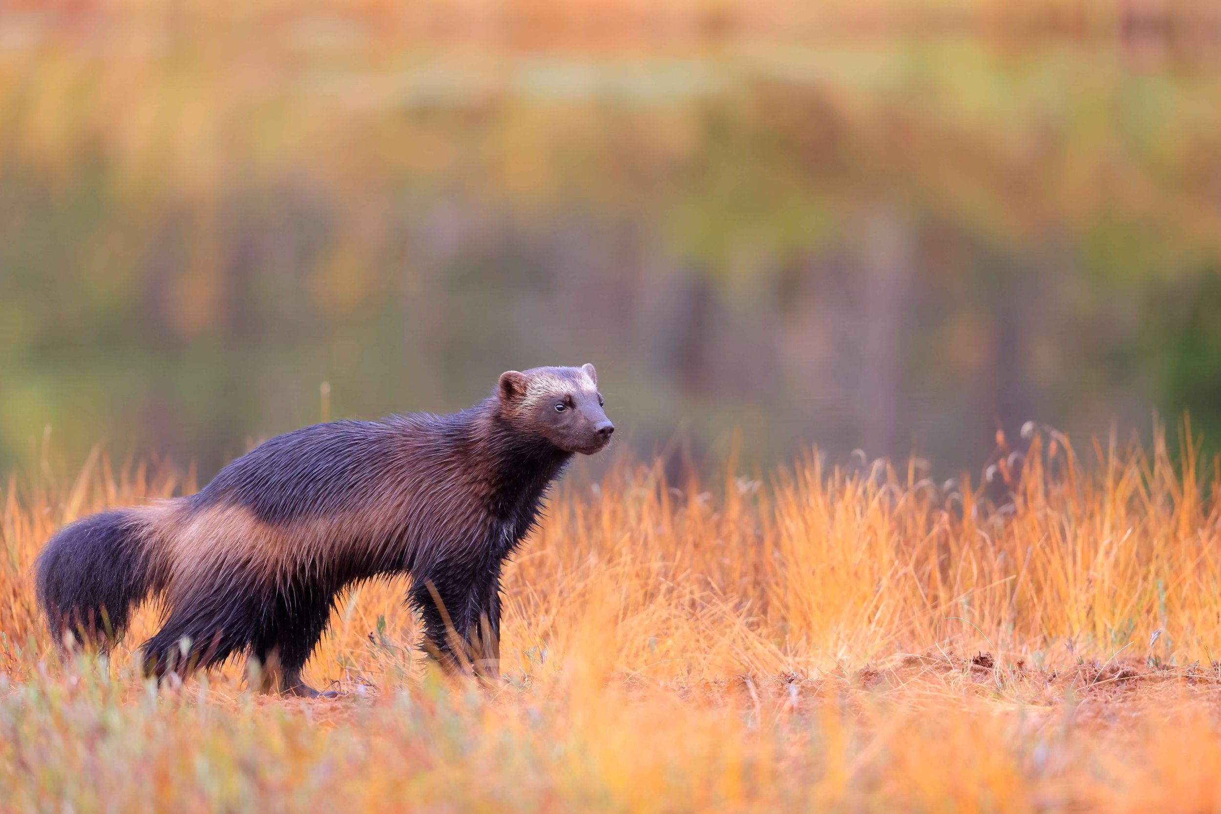 Wolverine in the Yukon Territory, Canada