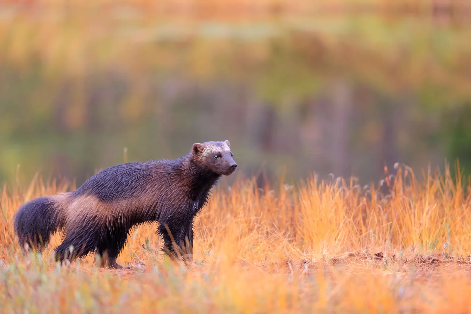 Wolf & Wolverine Hunting in The Yukon | Yukon Predator Hunts ...
