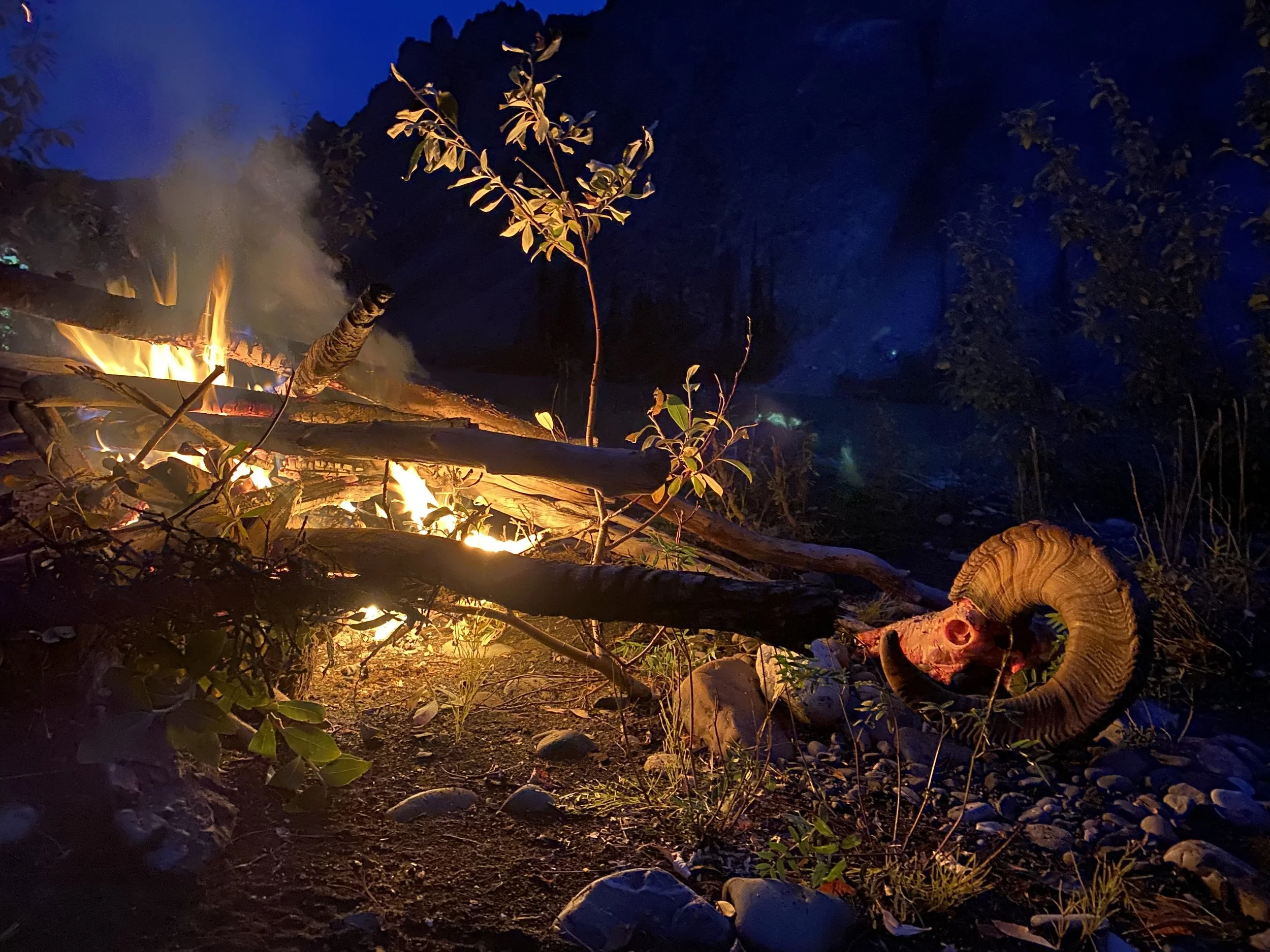 Campfire and a Dall sheep ram skull after a successful sheep hunt in the Yukon.