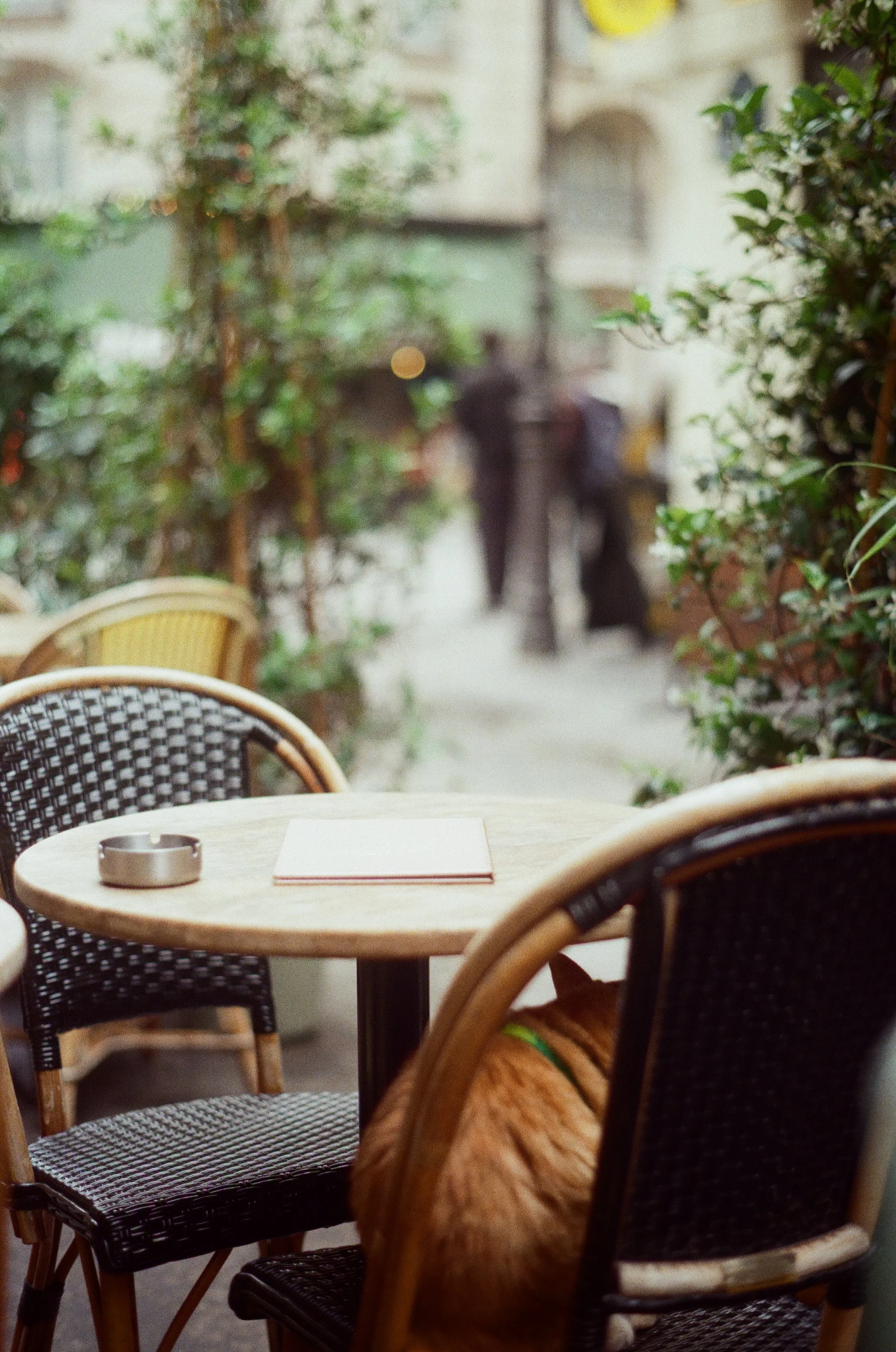 Le Marais Cafe Cat.jpg