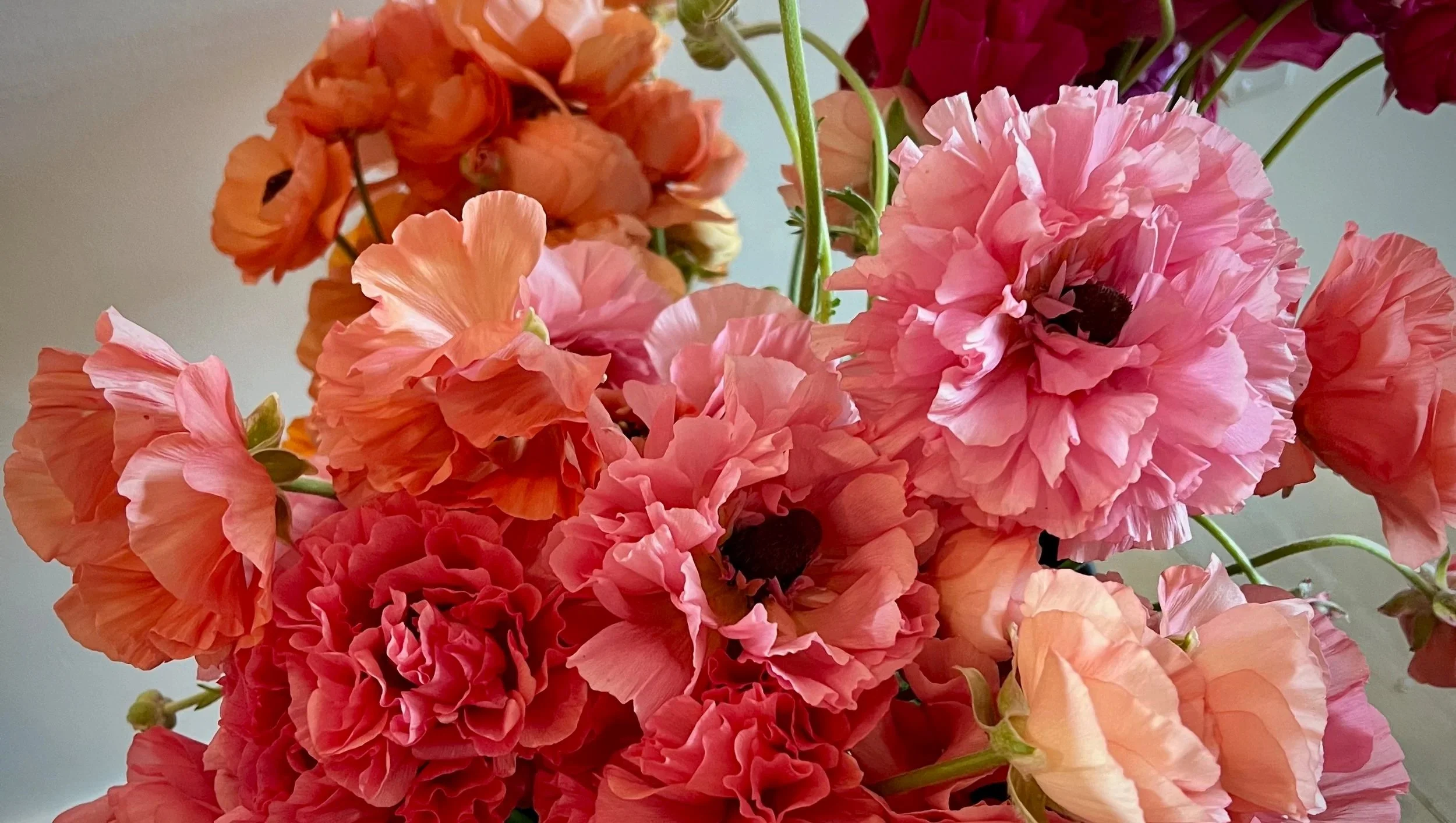 Ranunculus Tecolote Salmon