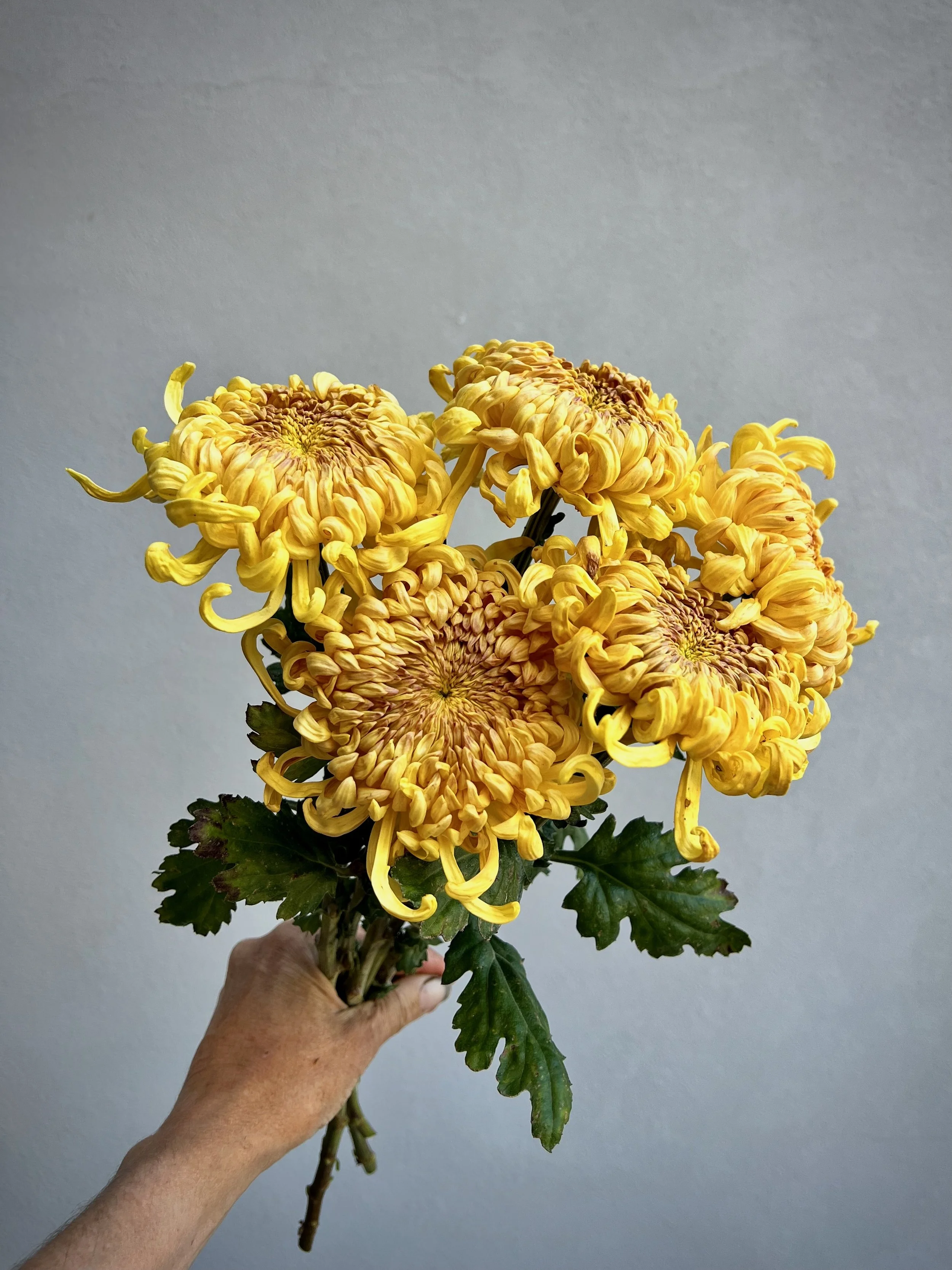 Chrysanthemum Champagne Beauty