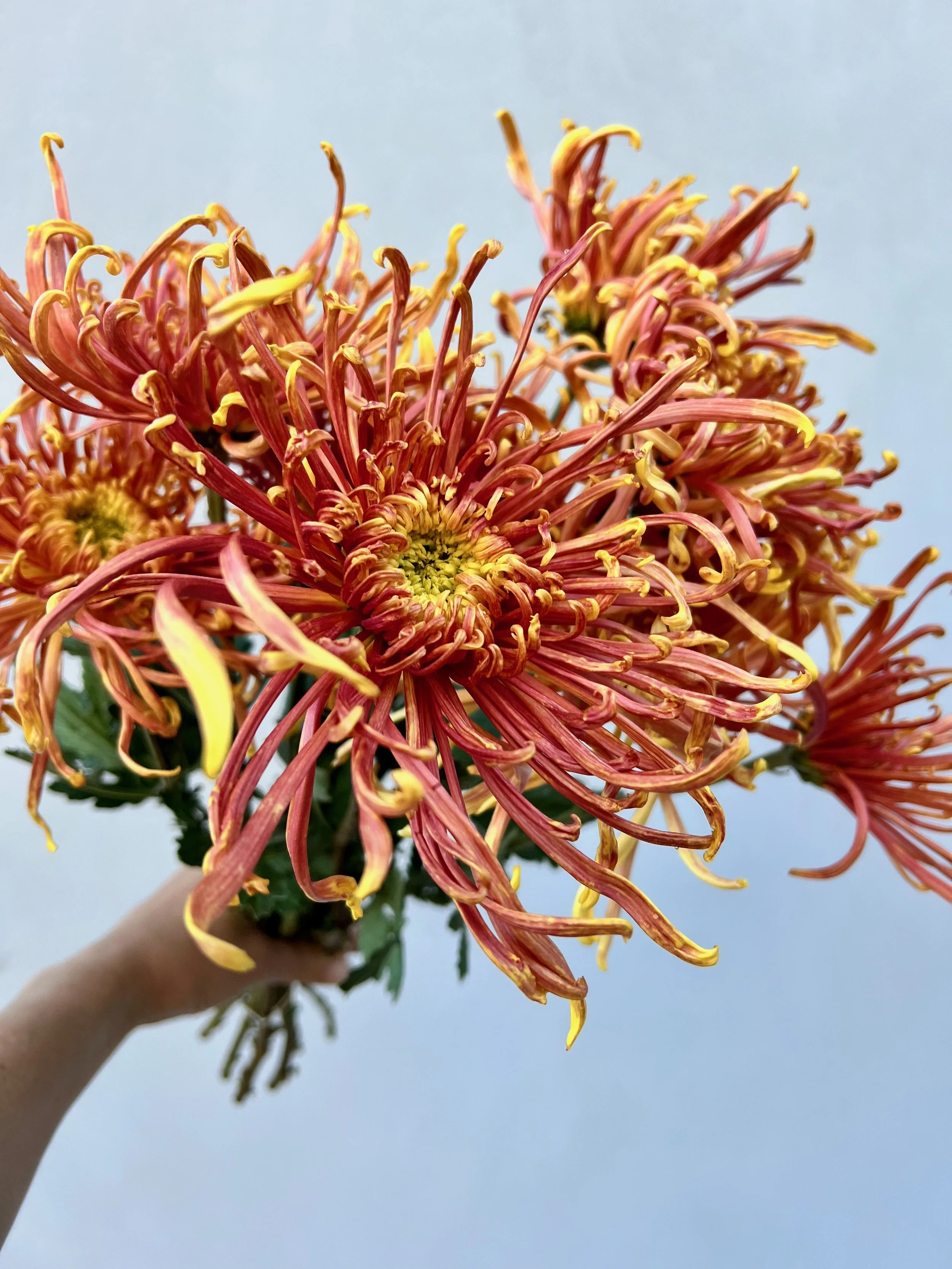 Chrysanthemum Coral Reef