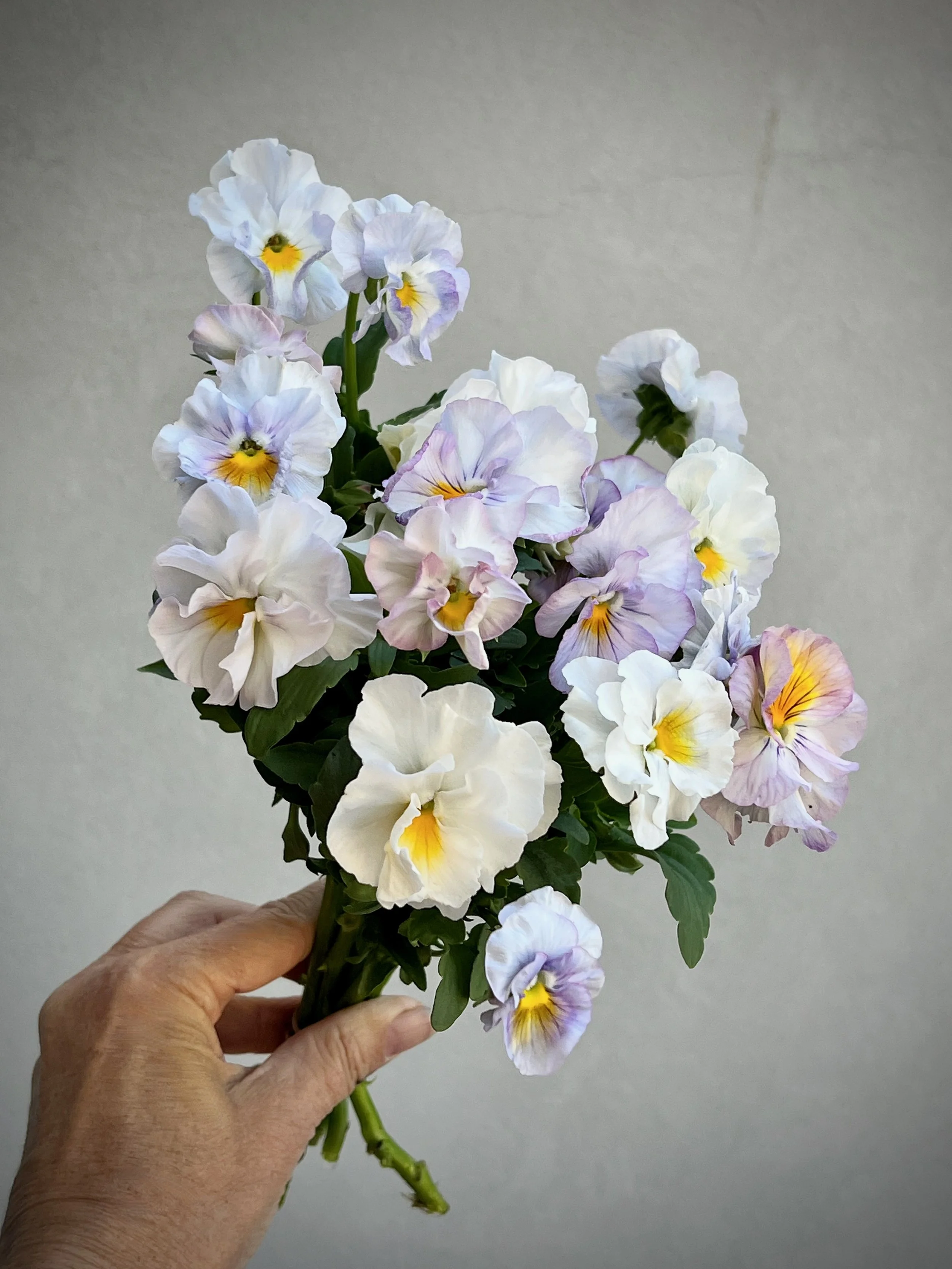 Pansy Soft Azure Limonette